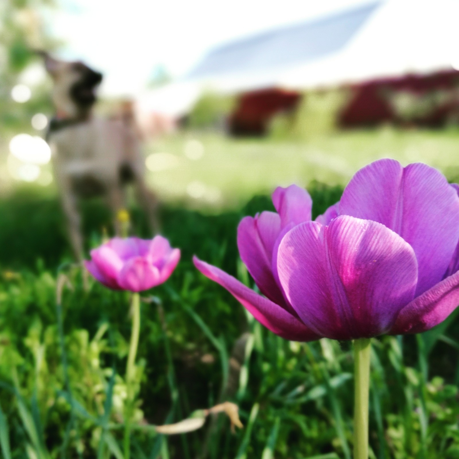 Learning to photograph - My, Dog, Beginning photographer, Flowers, The photo