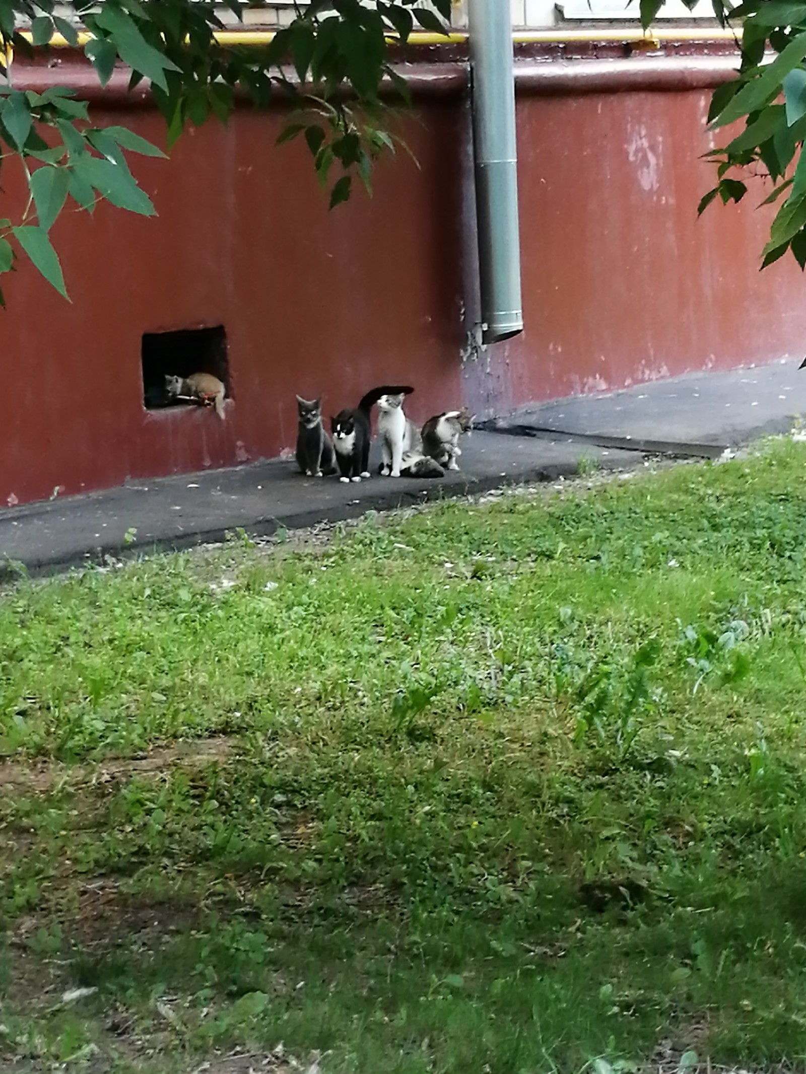 Cat family on a walk. - My, Milota, , Family, Longpost, cat