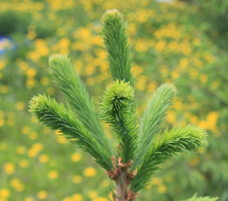 Coniferous flowers. - My, Conifers, Pine, Blue Spruce, Thuja, Fir, The photo, Canon, Longpost