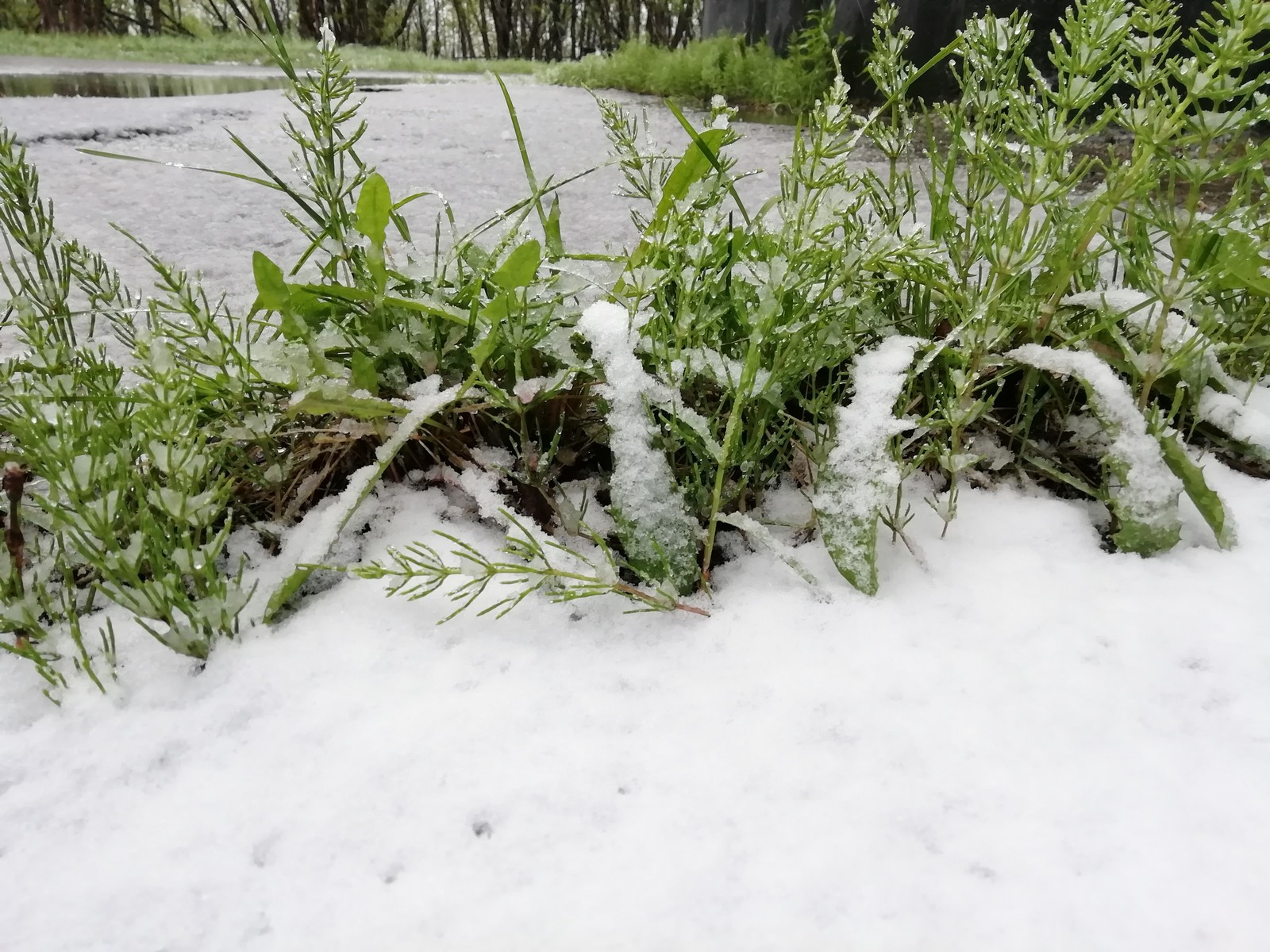 Murmansk summer - My, North, Summer, Snow