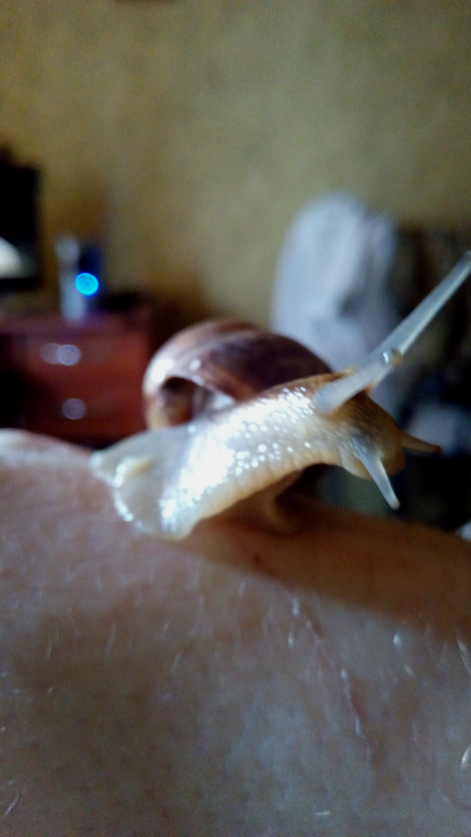 Grape snail - My, Grape snail, Clam, Breeding, Snail, The photo, Longpost