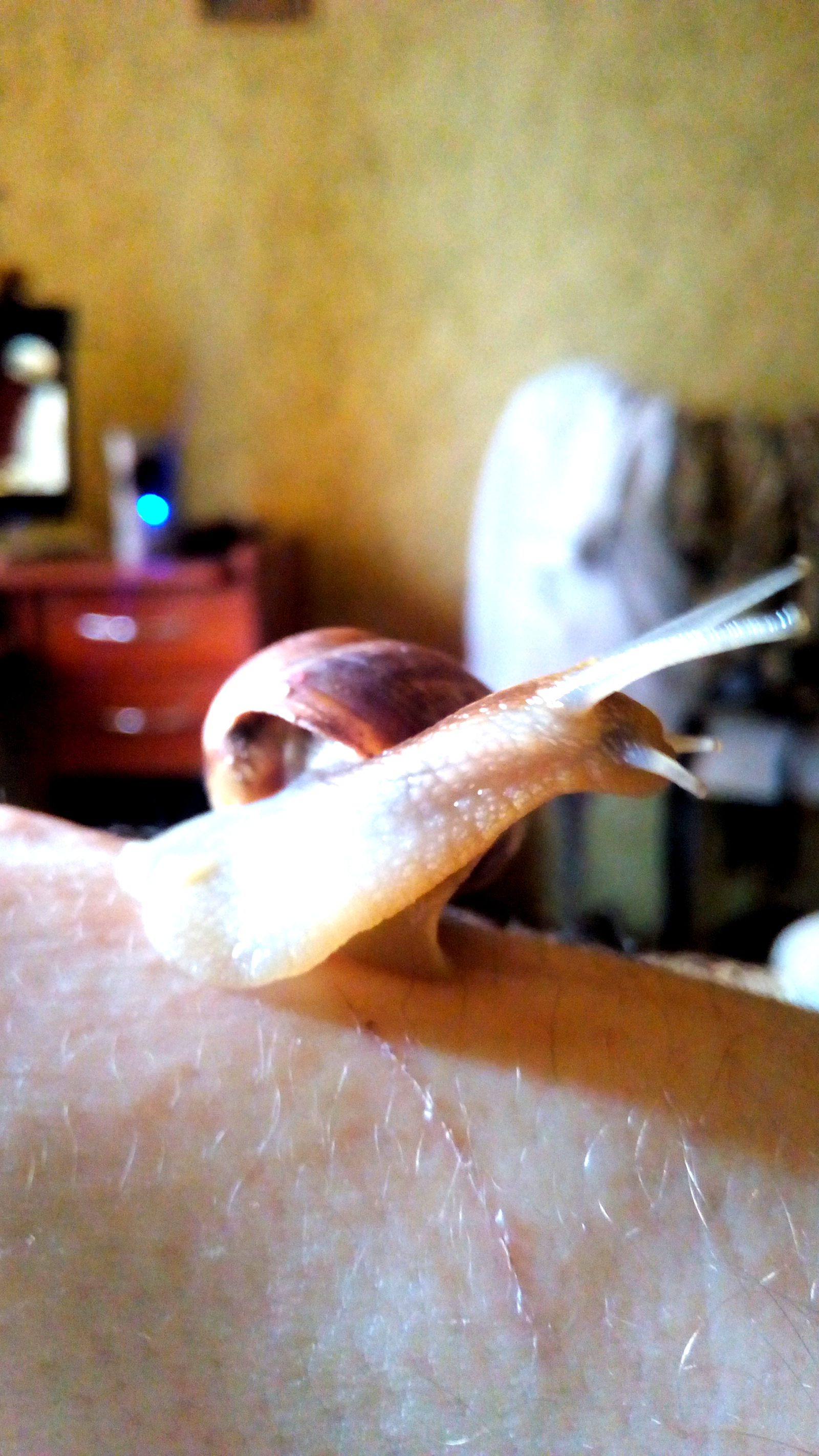 Grape snail - My, Grape snail, Clam, Breeding, Snail, The photo, Longpost