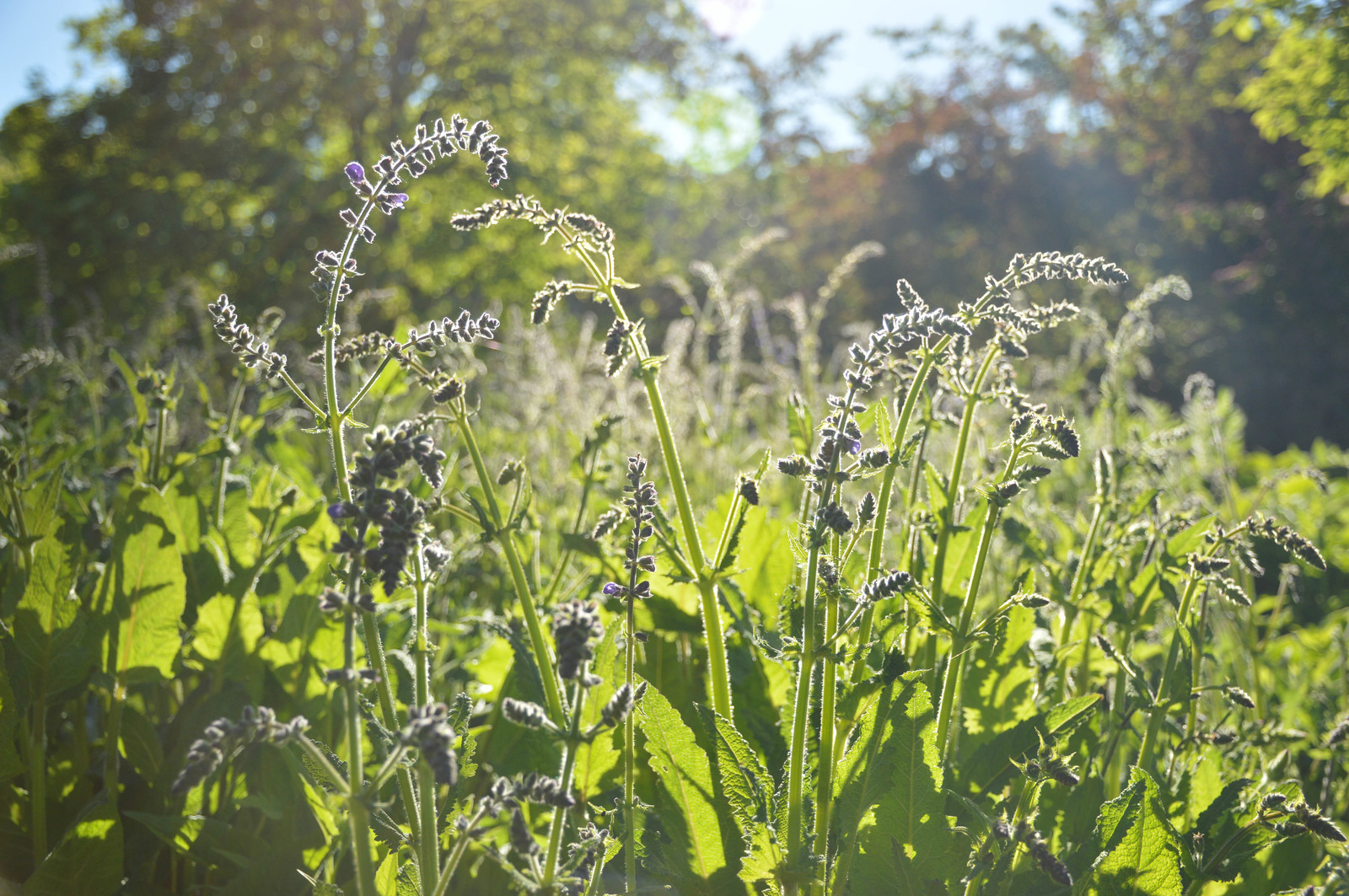 sunny color - My, Summer, beauty of nature, The sun, Nature, Nikon d3200, Photographer, The photo