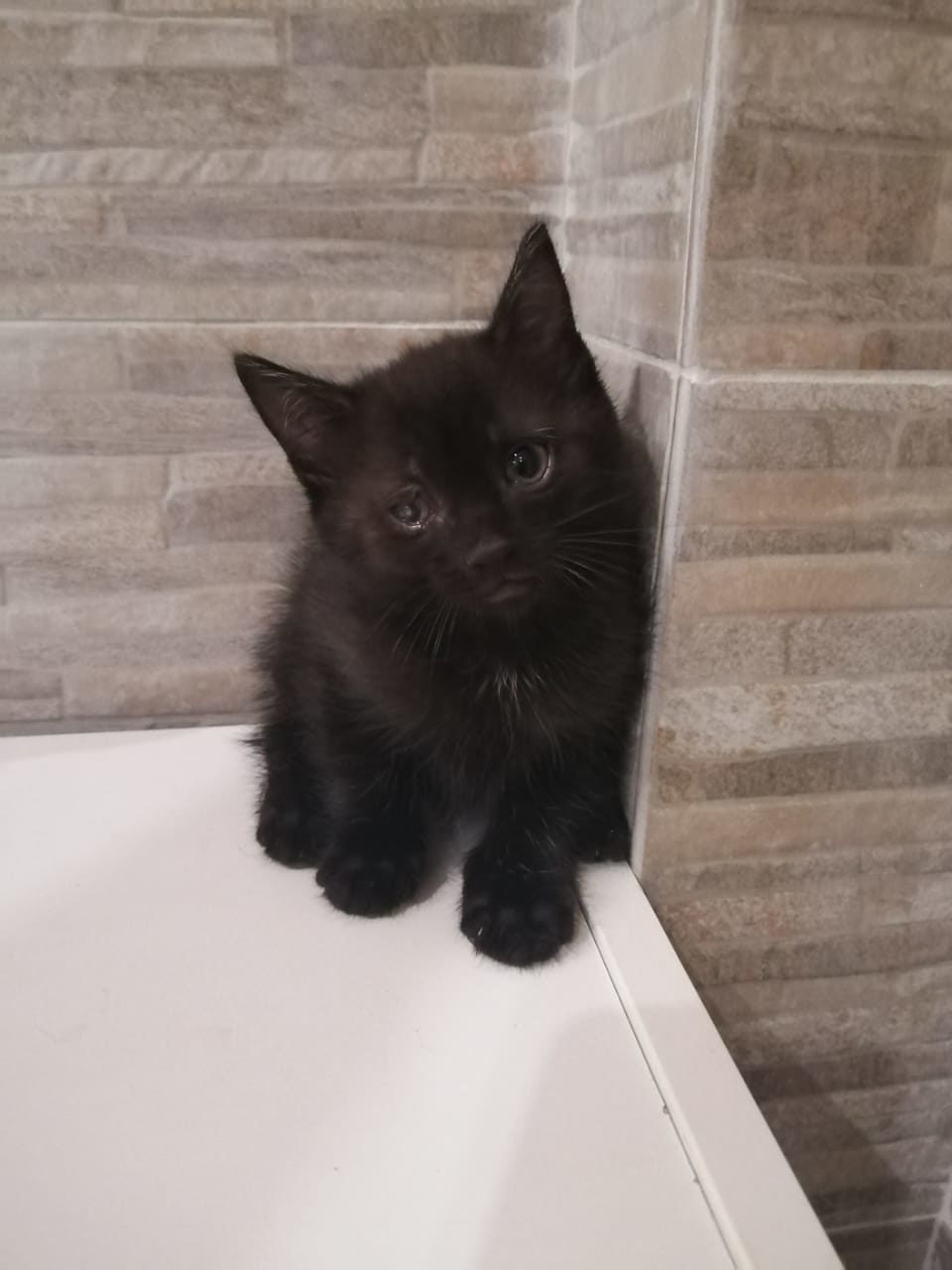 Tiny fluffy Funtik in good hands!! - Black cat, Moscow, In good hands, Longpost, cat, No rating