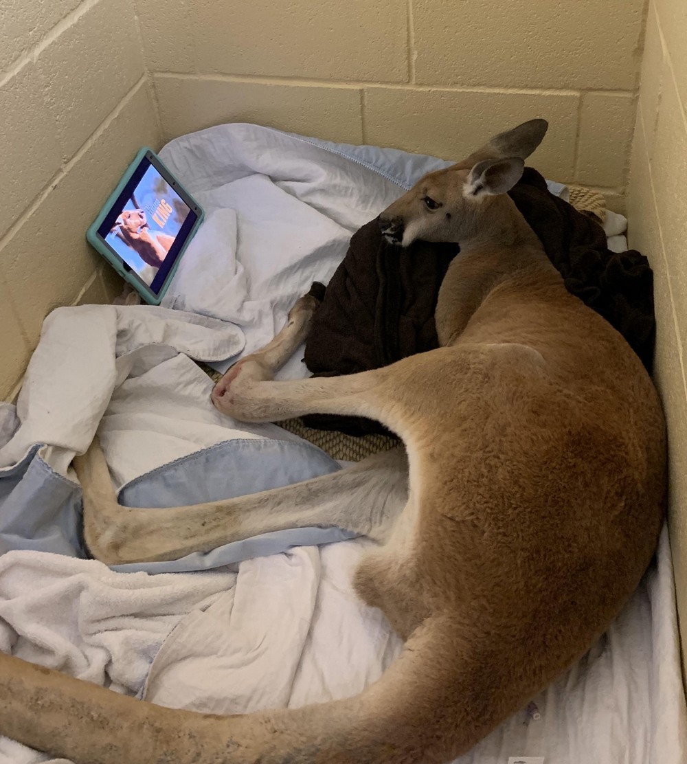 No matter what the kangaroo was amused by ... - Kangaroo, Bed, Tablet