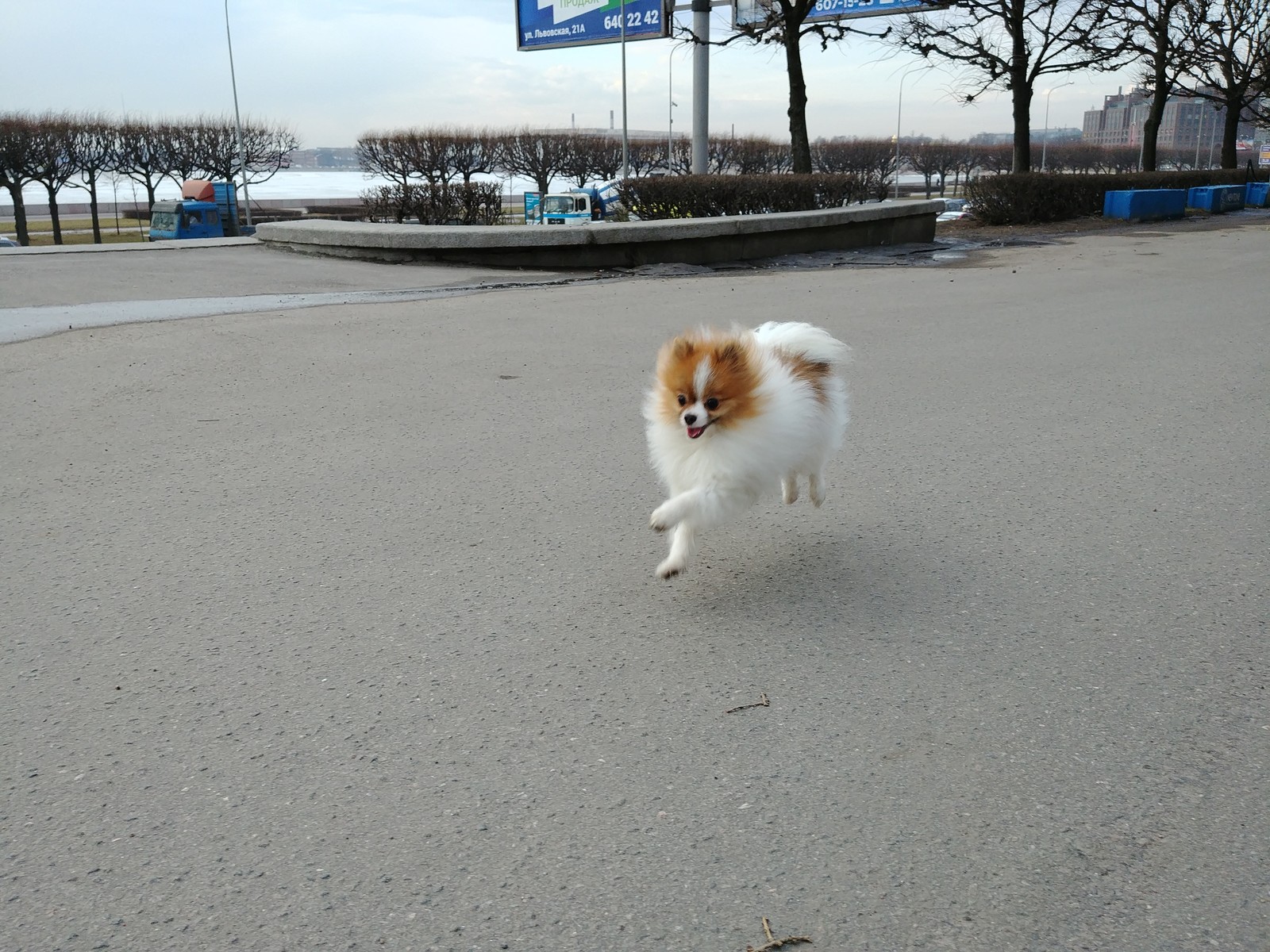 Флюкеншнайдер - Моё, Собака, Фотография, Длиннопост