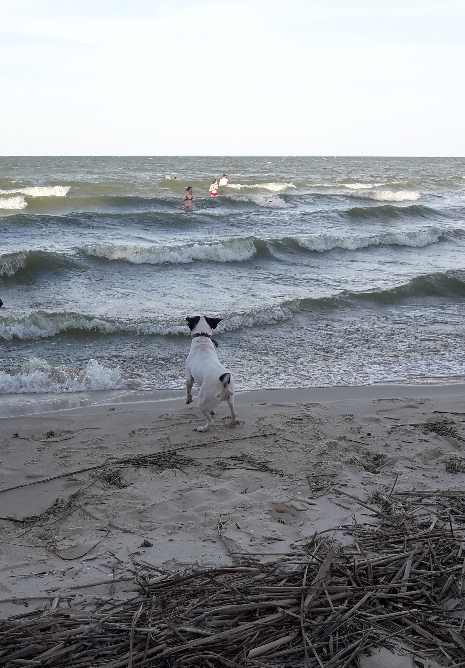 Tori and the sea - My, Dog, Tsimlyansk Sea, Longpost