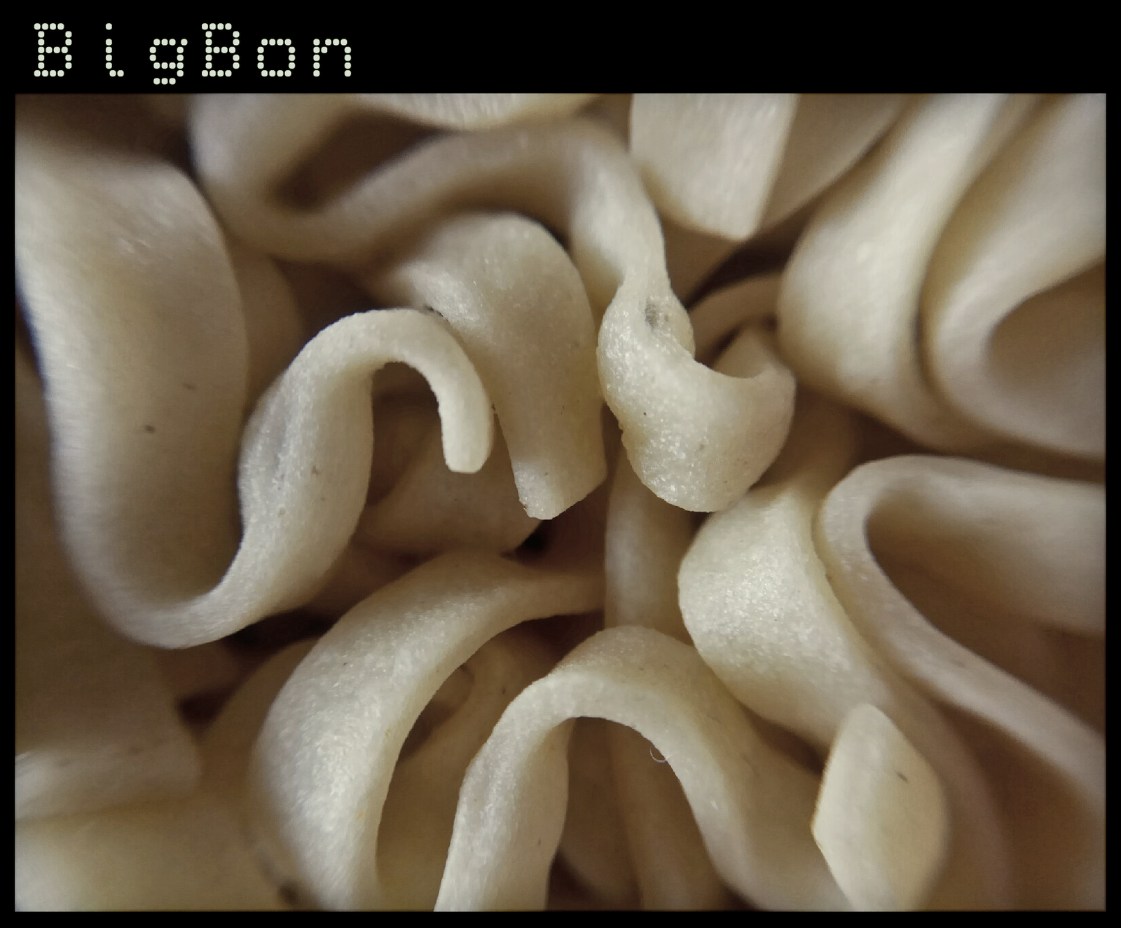 Noodle structure - My, Rollton, Doshirak, Bigbon, Mivina, Noodles, Beachpacket, Longpost