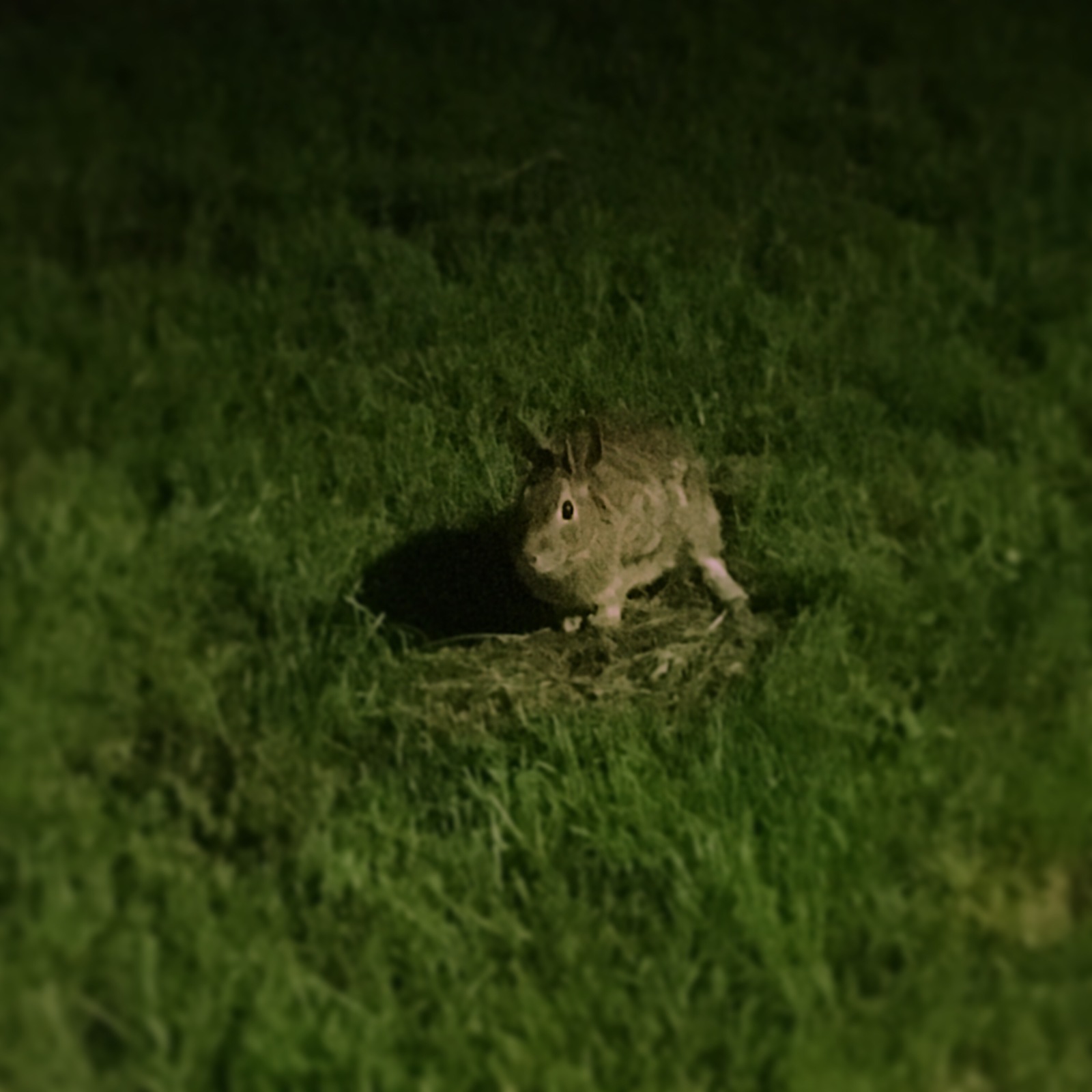 Various living things. - My, Animals, Canada, wildlife, Longpost