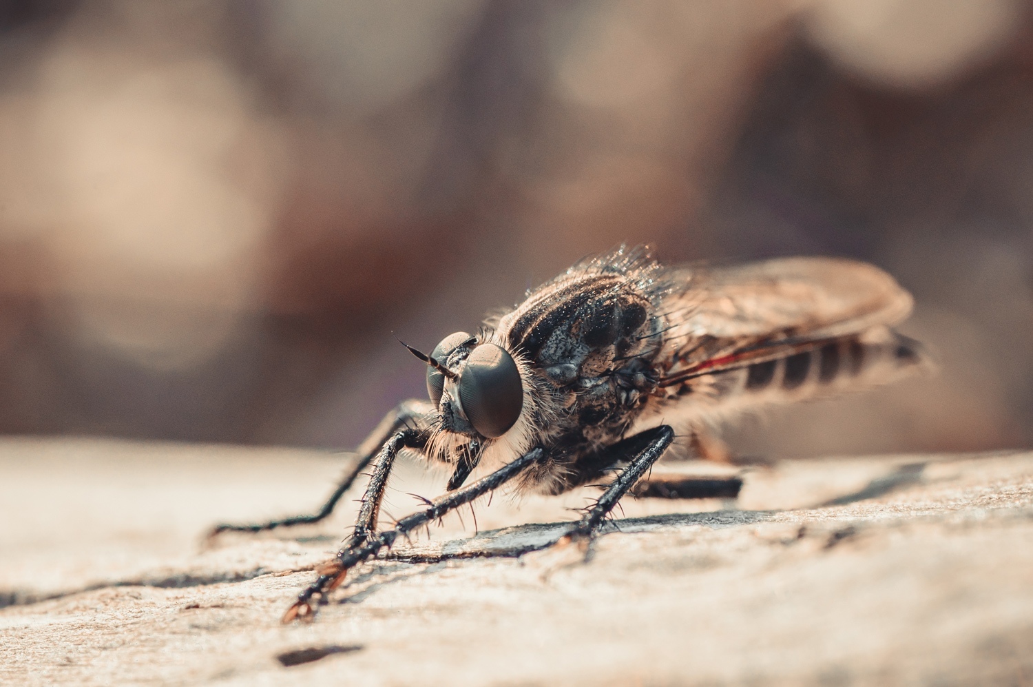 A little macro in your feed) - My, The photo, Nikon, Macro, Tamron, Longpost, Macro photography