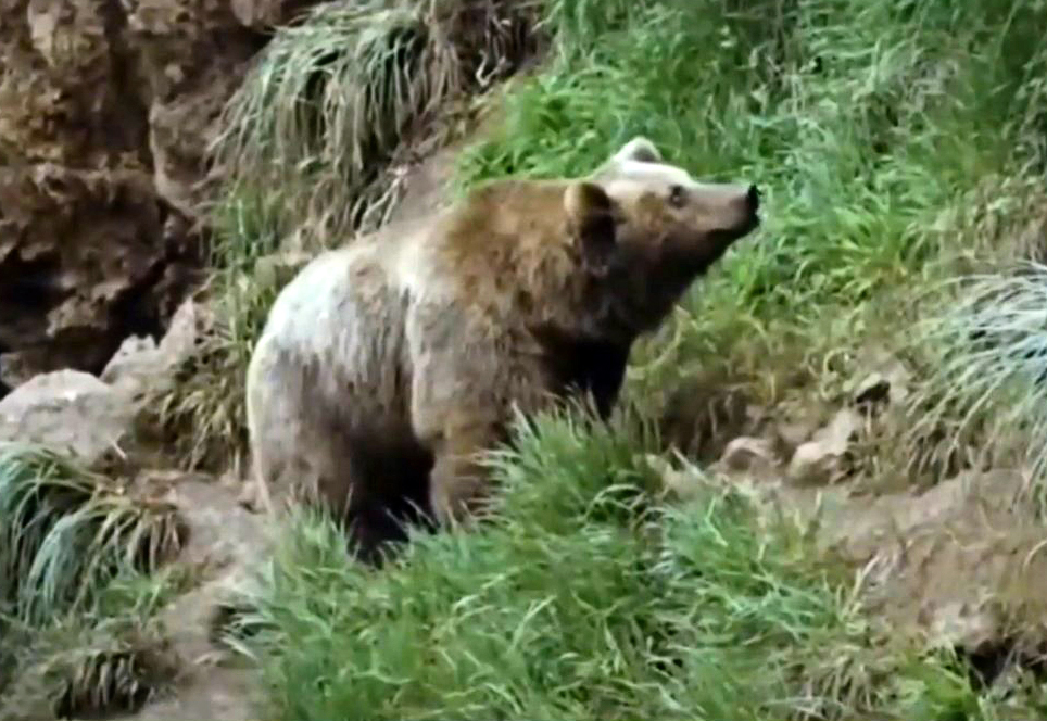 Grizzly cannibal. A fierce battle for the cubs. - My, Wild animals, Animals, Grizzly, The Bears, Cannibalism, Longpost