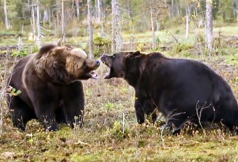 Grizzly cannibal. A fierce battle for the cubs. - My, Wild animals, Animals, Grizzly, The Bears, Cannibalism, Longpost