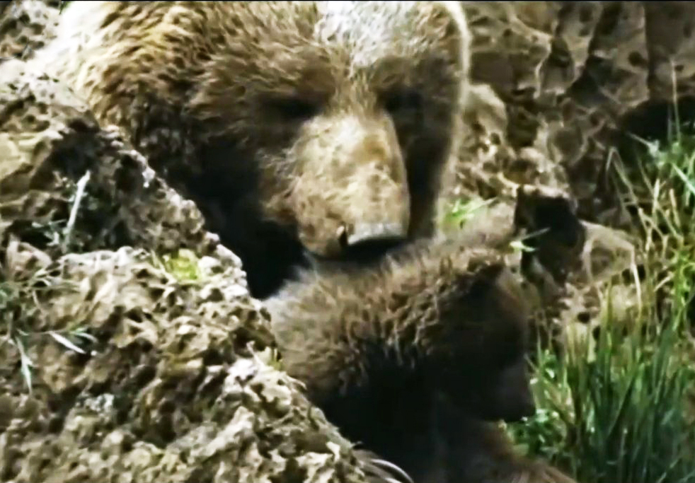 Cannibal Grizzly 2. End of story. - My, Animals, Cannibalism, The Bears, Grizzly, wildlife, Wild animals, Longpost