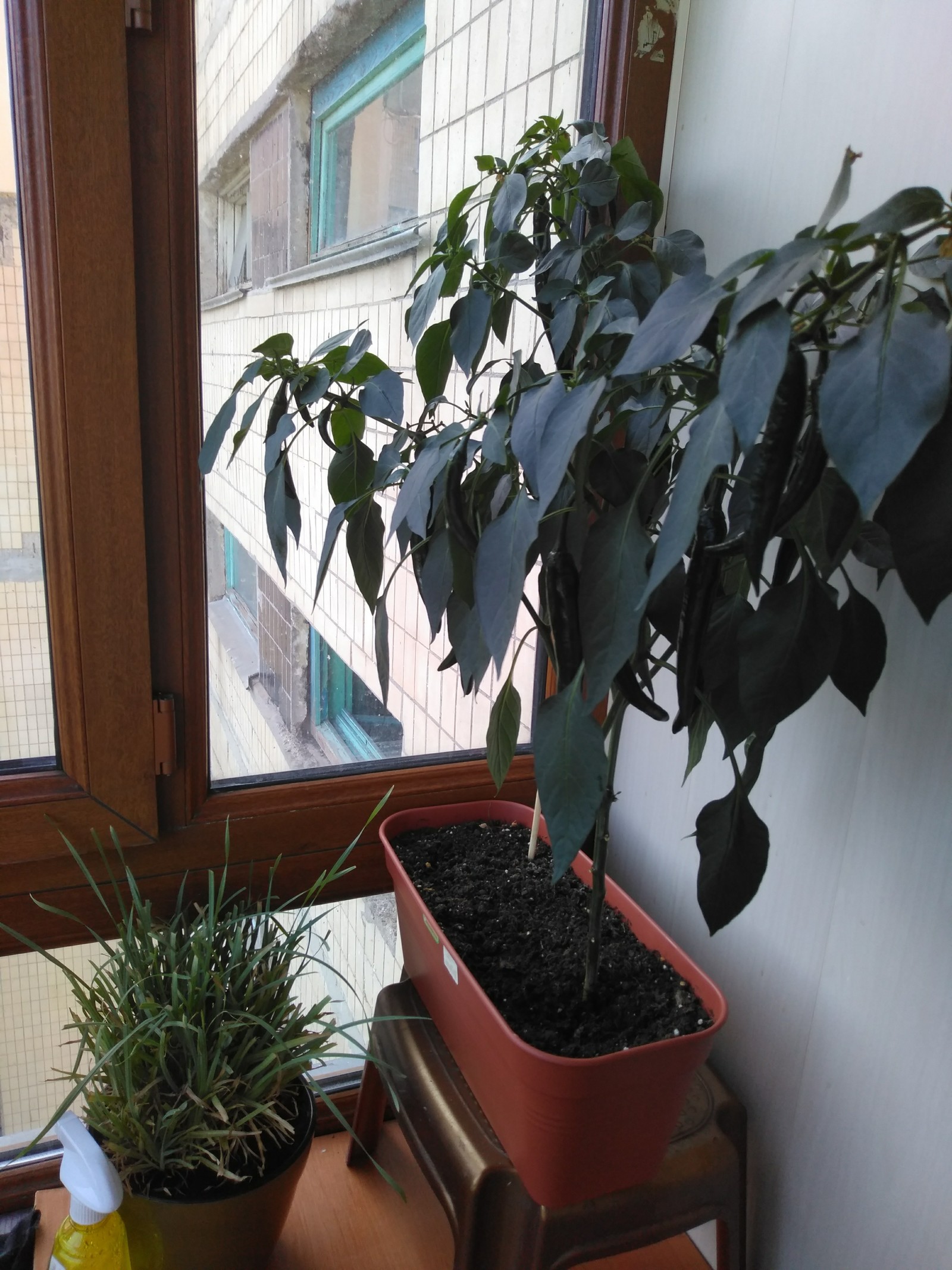 green chili - My, Chile, Balcony, Gardening, Longpost