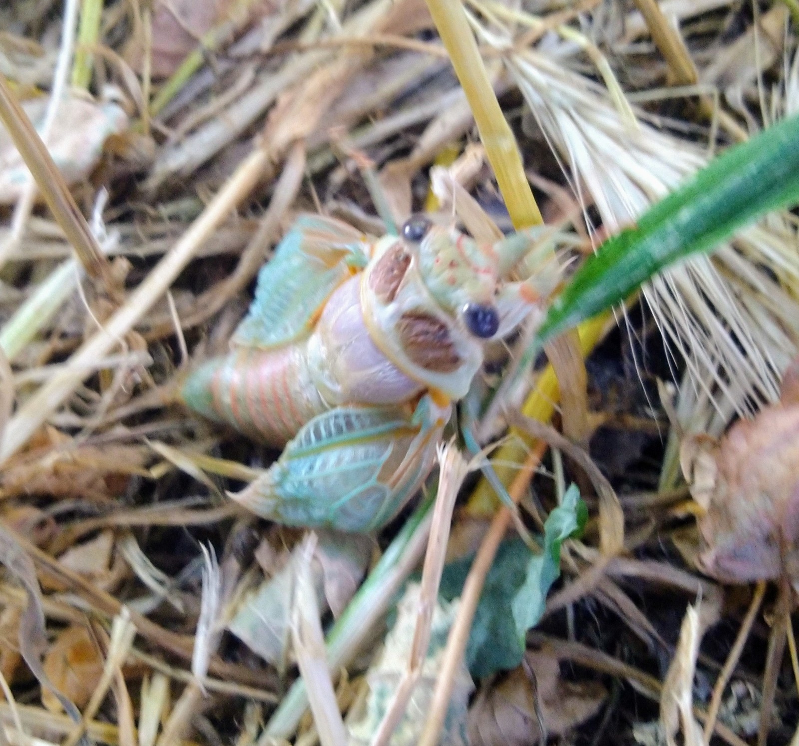 Cicada - My, Cicada, Insects, Longpost