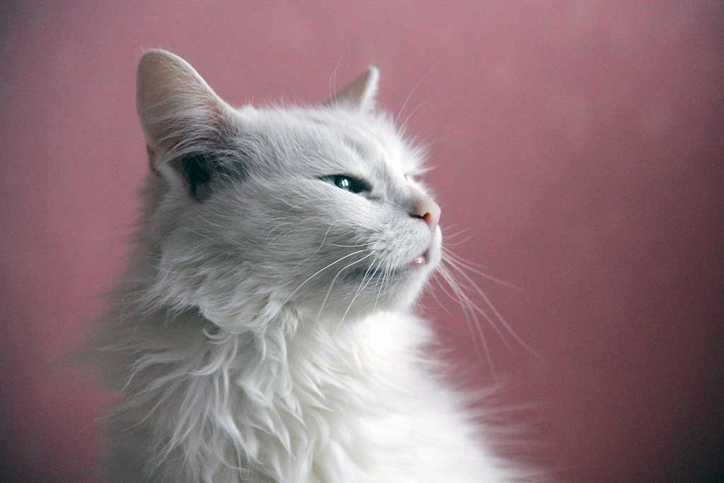 My cat turned 13 and I gave her a photoshoot.) - My, cat, The photo, Birthday, PHOTOSESSION, Longpost