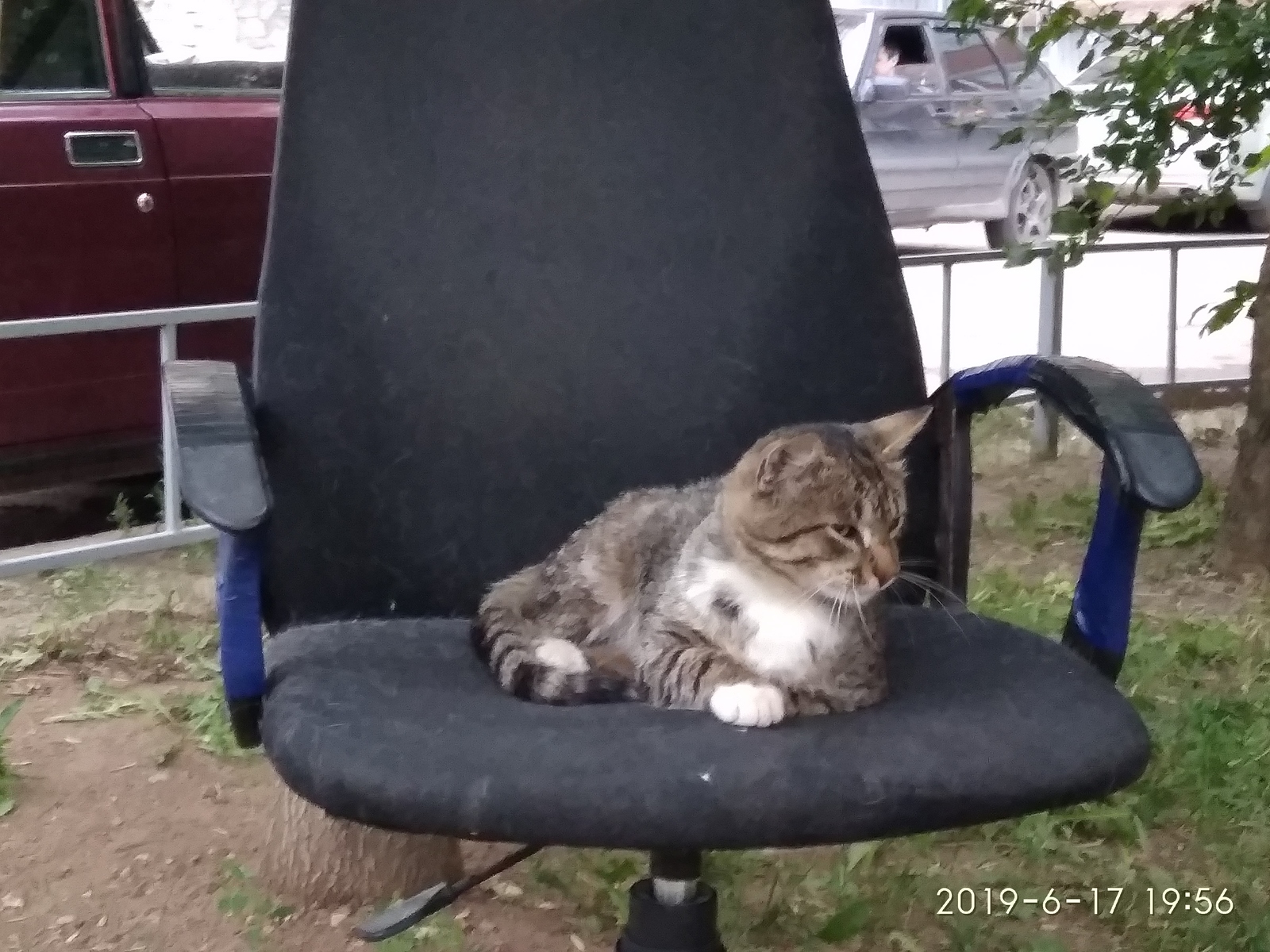 Looking - My, Catomafia, Milota, cat, Armchair