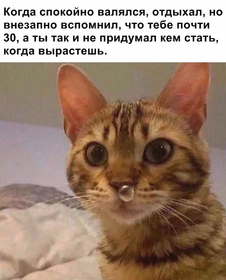 Always like this - cat, 30 years, Memes