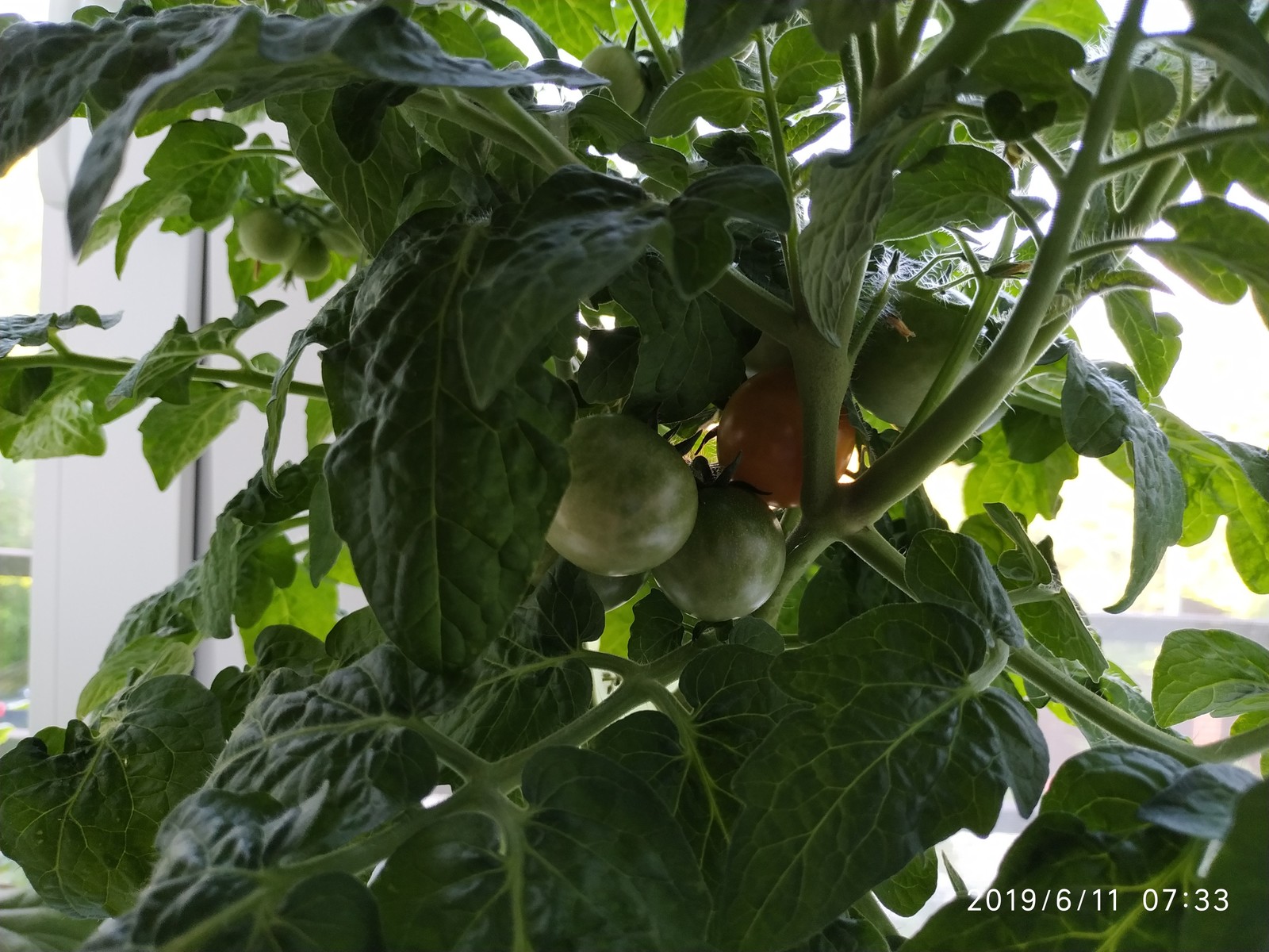 Tomatoes on the windowsill - My, Growing, Tomatoes, , Vegetable garden on the windowsill, Tomato, Longpost