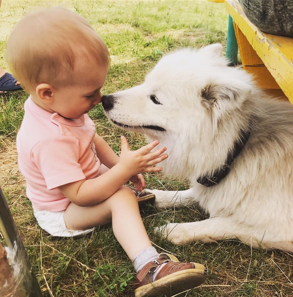 My favorite white moth) - My, Dog, Children, Samoyed, Longpost