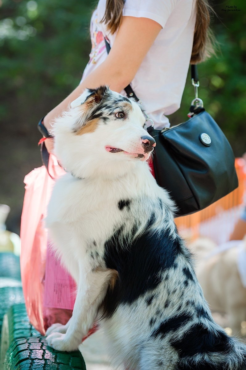 I continue to publish reportage pictures from dog shows that took place in the South of Russia in 2018, pleasant viewing))) - My, Dog, Dogs and people, Dog show, Dog days, Dog lovers, Animalistics, Longpost