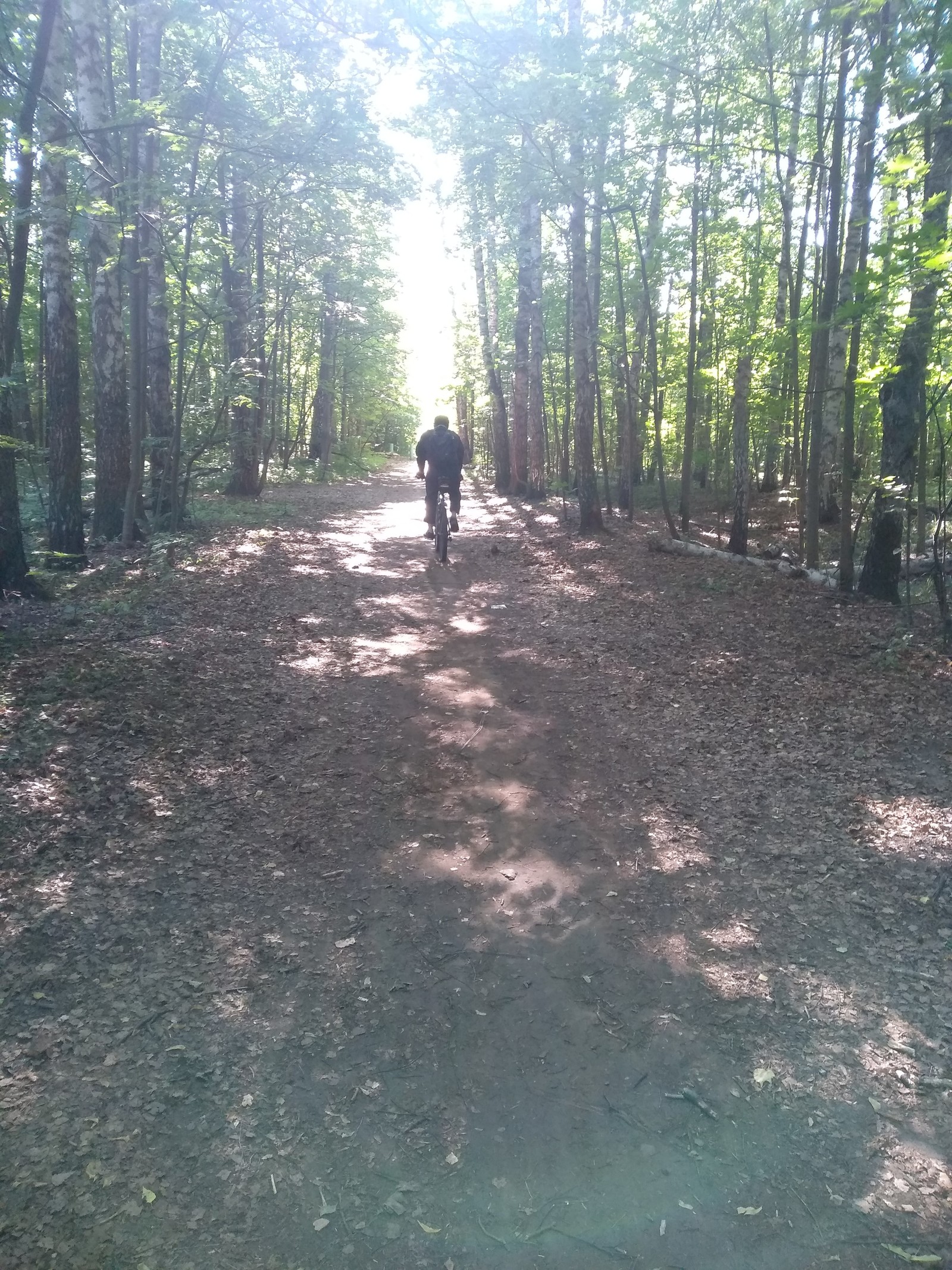 Morning walk - My, Forest, Walk in the woods, Nature, Health, Lake, Weekend, Longpost