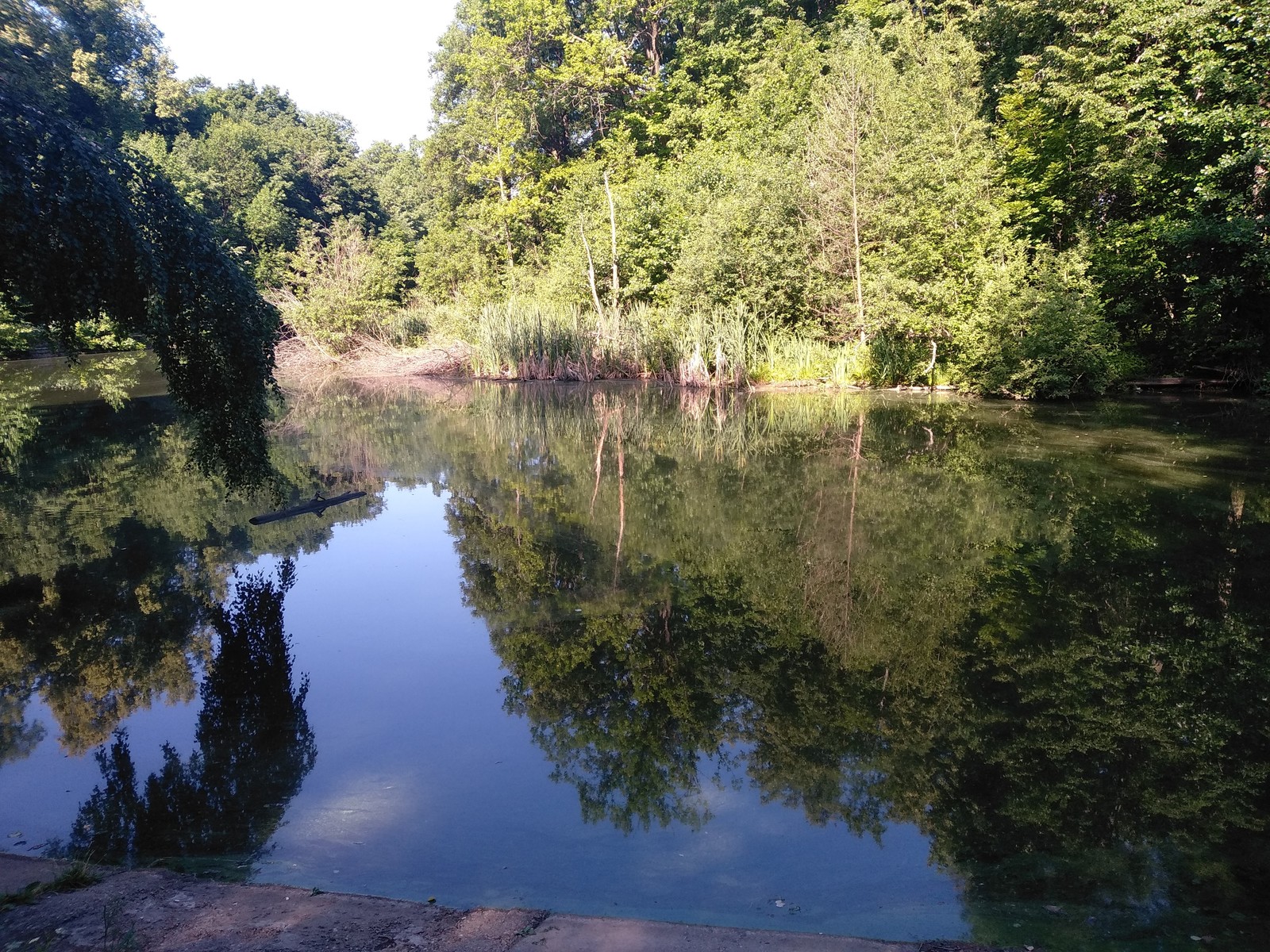 Morning walk - My, Forest, Walk in the woods, Nature, Health, Lake, Weekend, Longpost