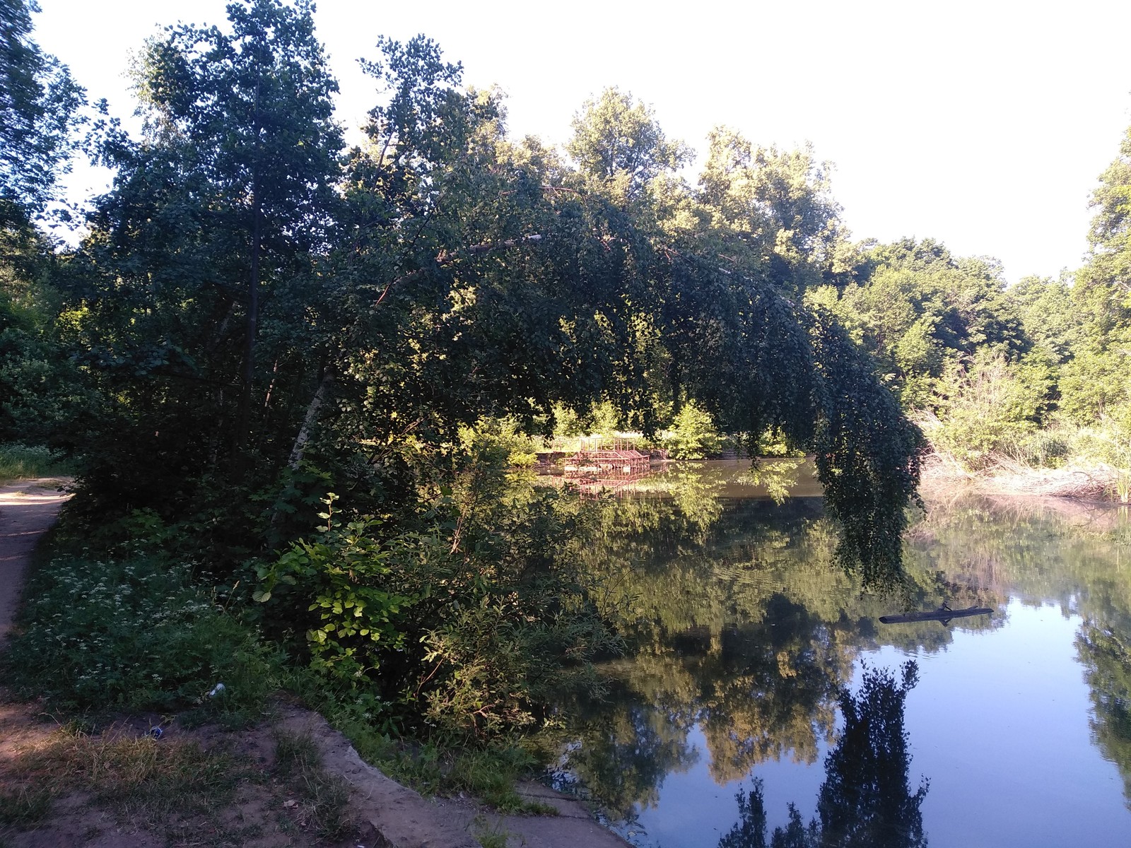 Morning walk - My, Forest, Walk in the woods, Nature, Health, Lake, Weekend, Longpost