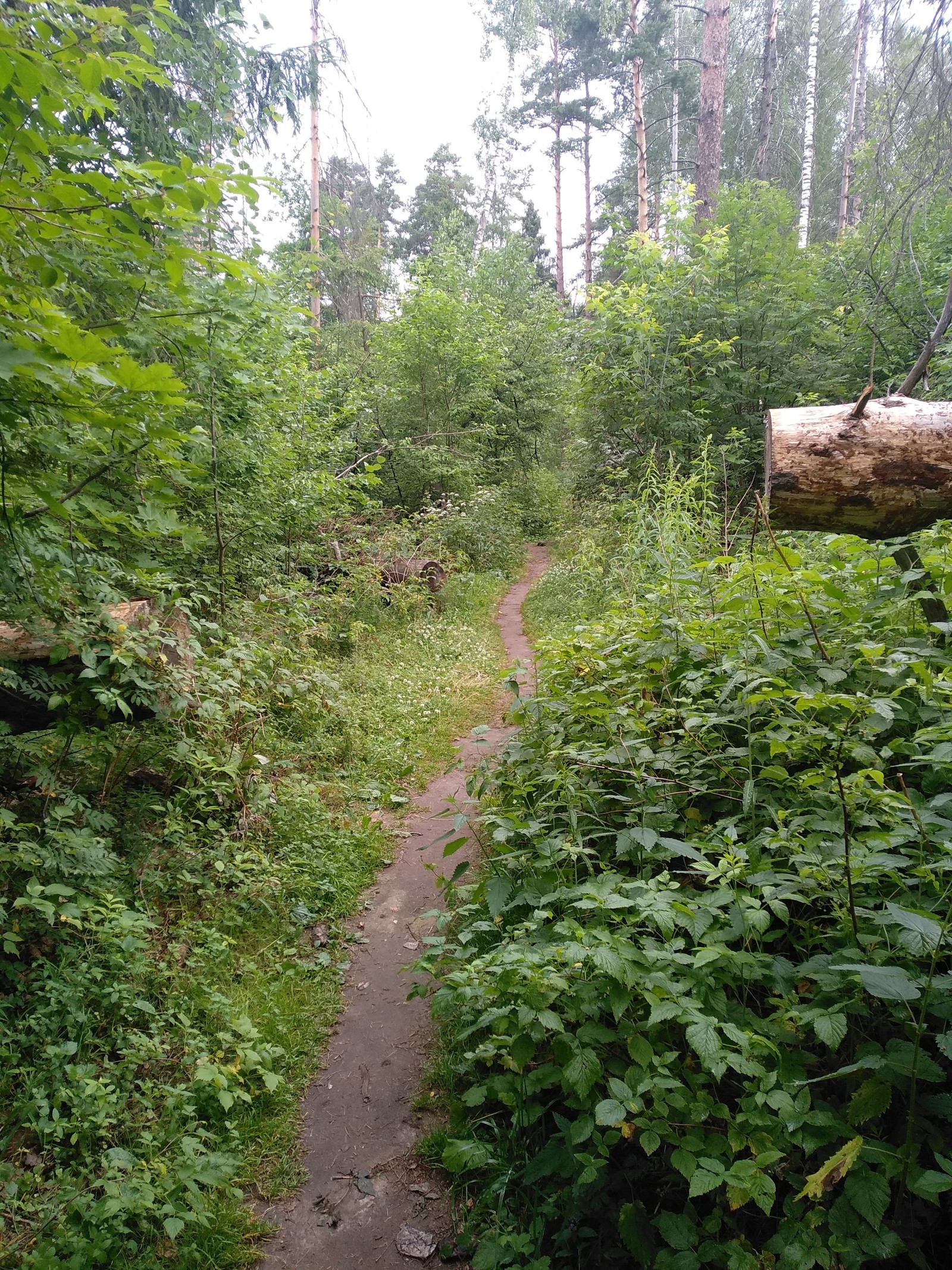 Morning walk - My, Forest, Walk in the woods, Nature, Health, Lake, Weekend, Longpost