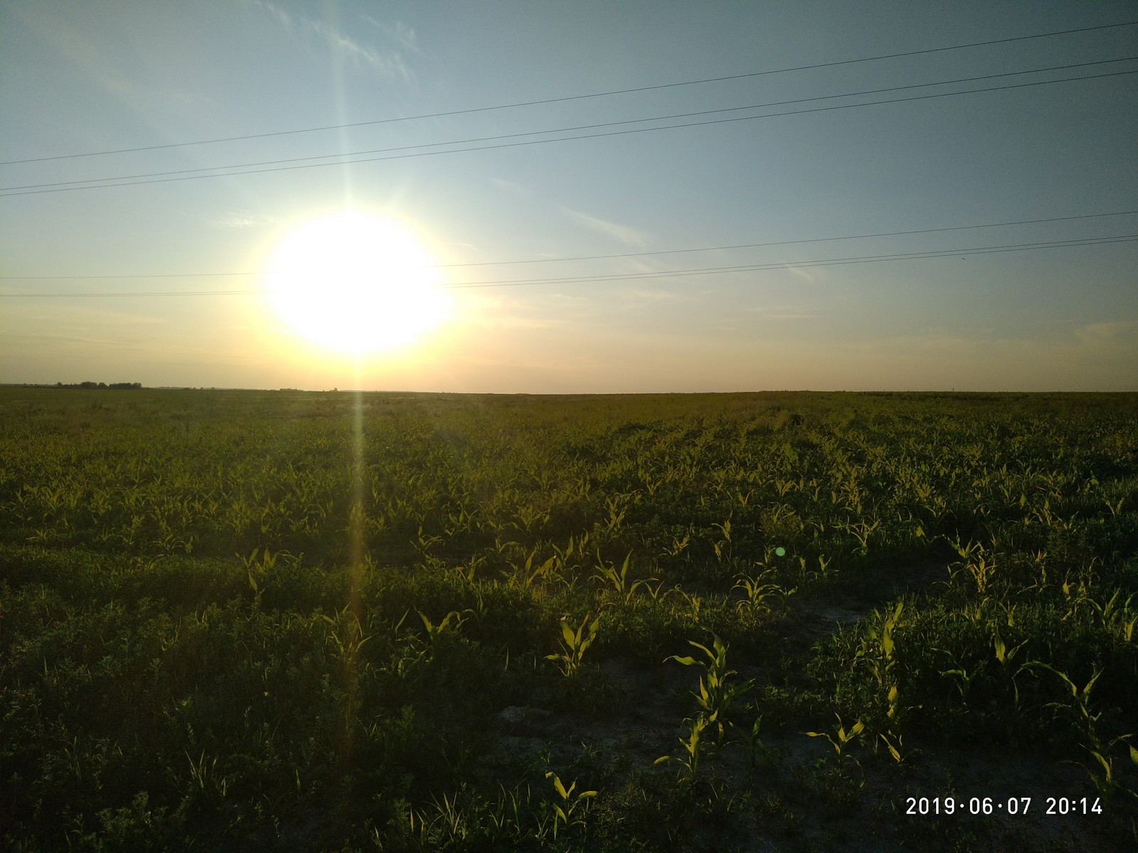 And again field Belarus) - My, Polyushko field, Nature, Village, Longpost