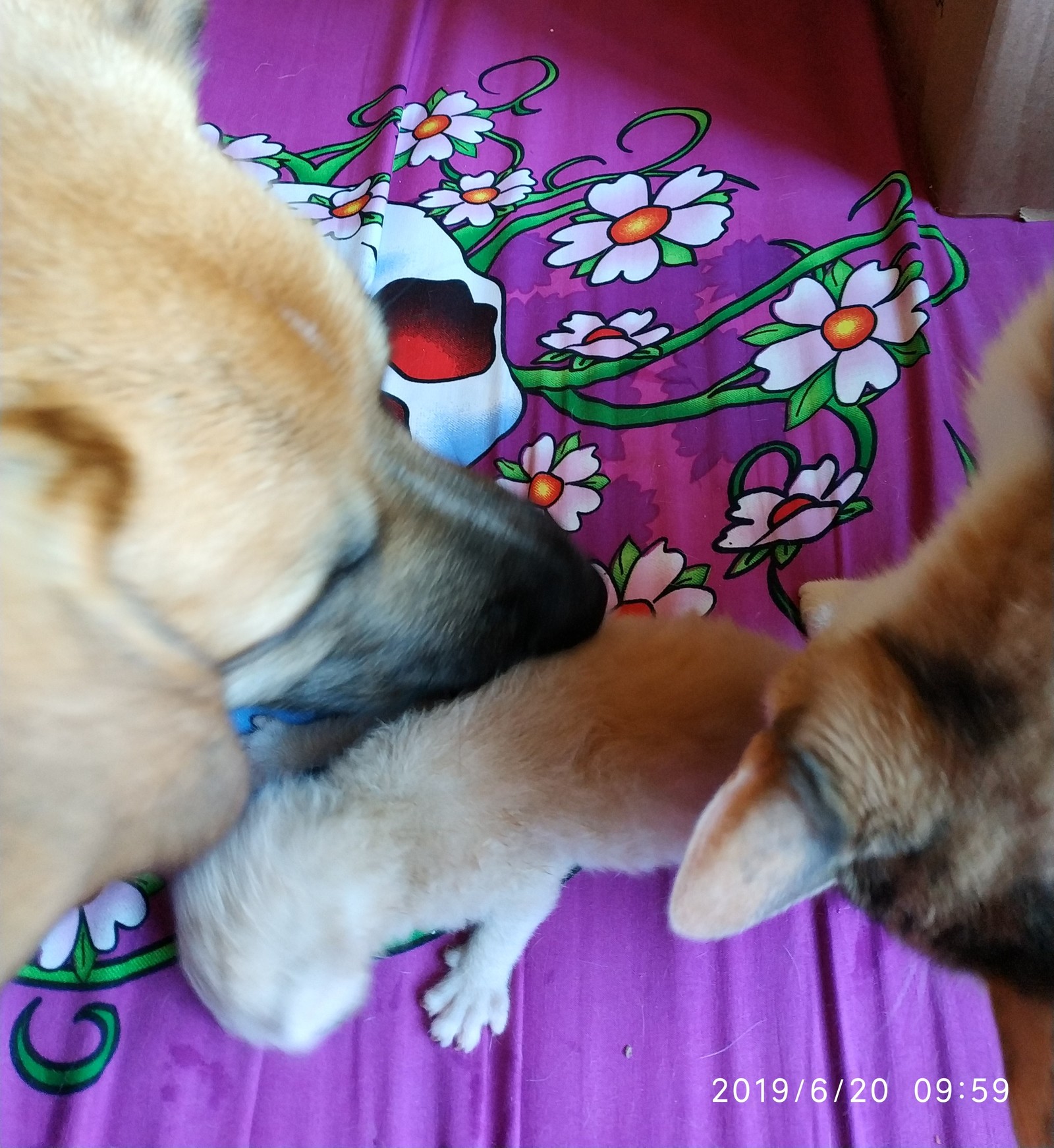 Dog kittens adoring - My, cat, Dog, Kittens, Love, Video, Longpost