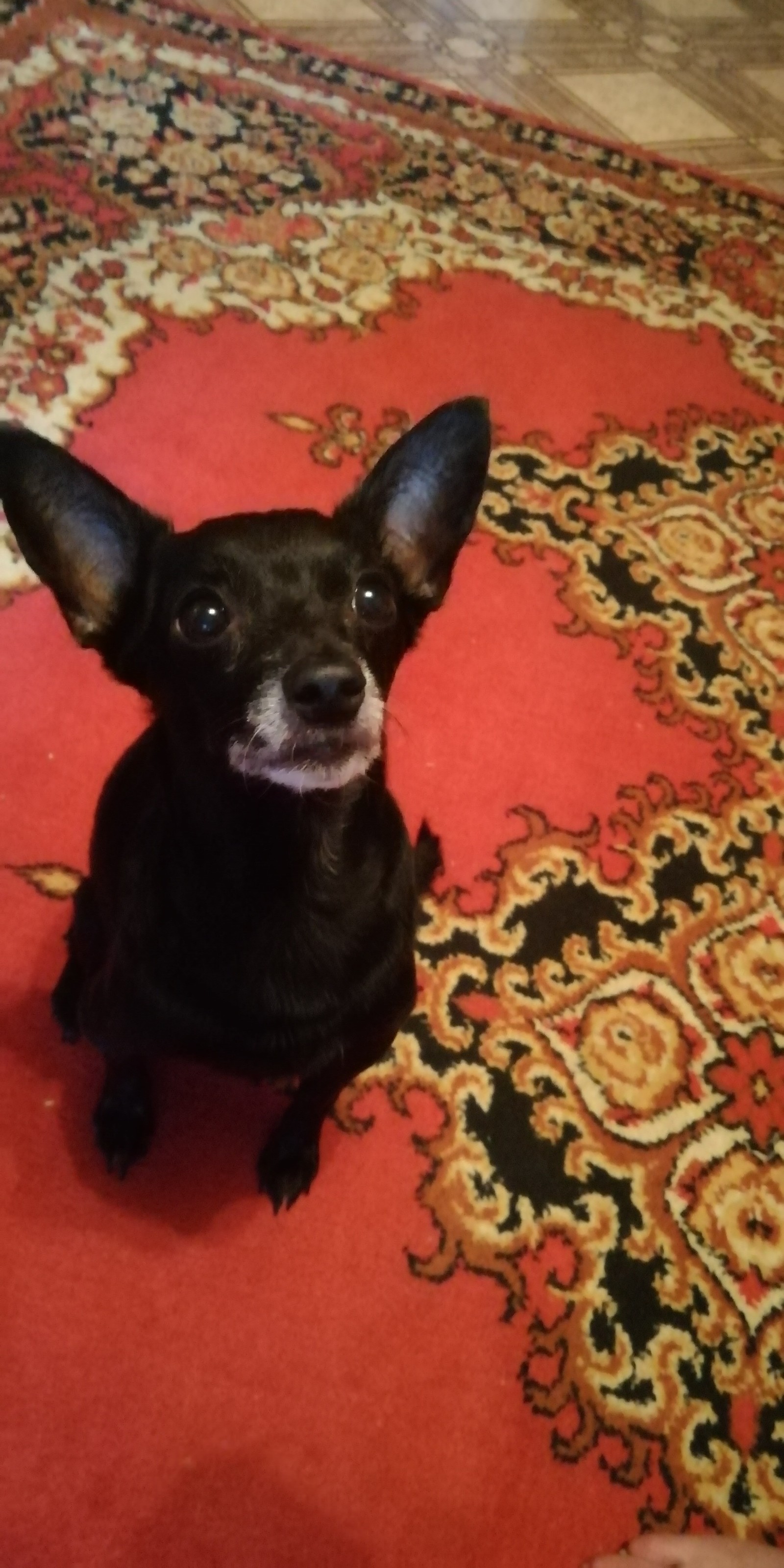 Toy terrier, food - My, Dog, Nutrition, Longpost