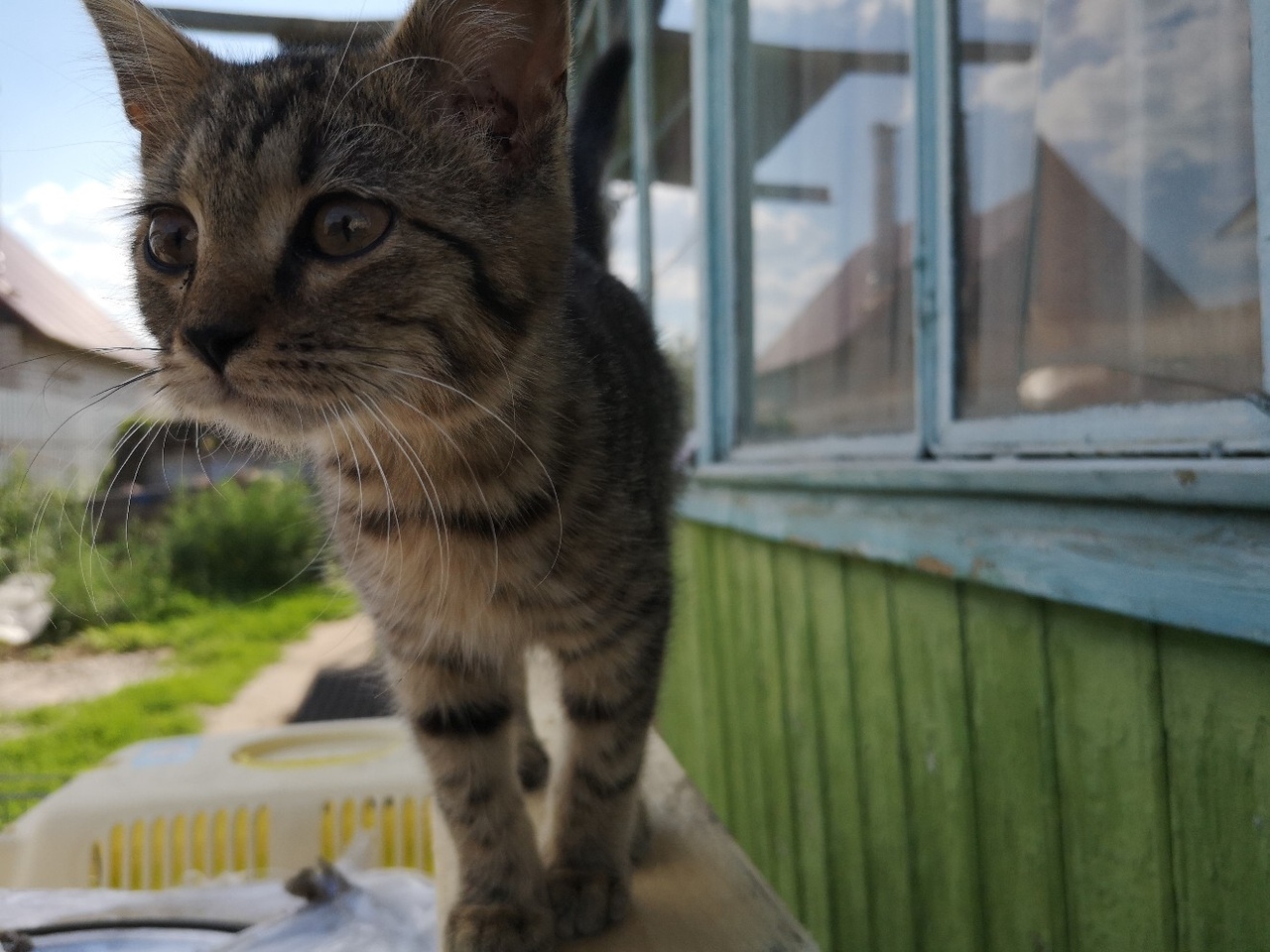 A new ward of the Kotoland shelter is looking for a home! - My, cat, Shelter, Good, Help, Lipetsk, Cotoland, In good hands, Longpost, No rating, Kindness, Shelter Cotoland