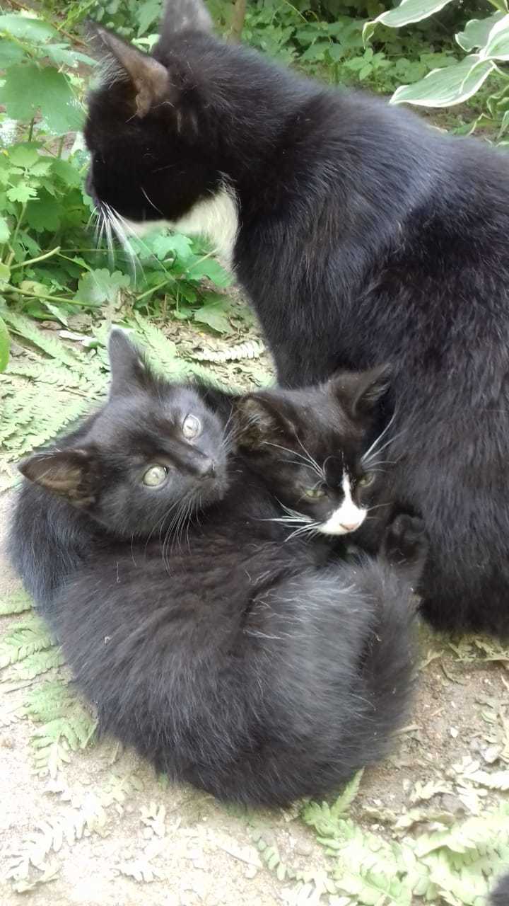 Kittens looking for a home - My, Help, Pets, Animal shelter, cat, Longpost, In good hands