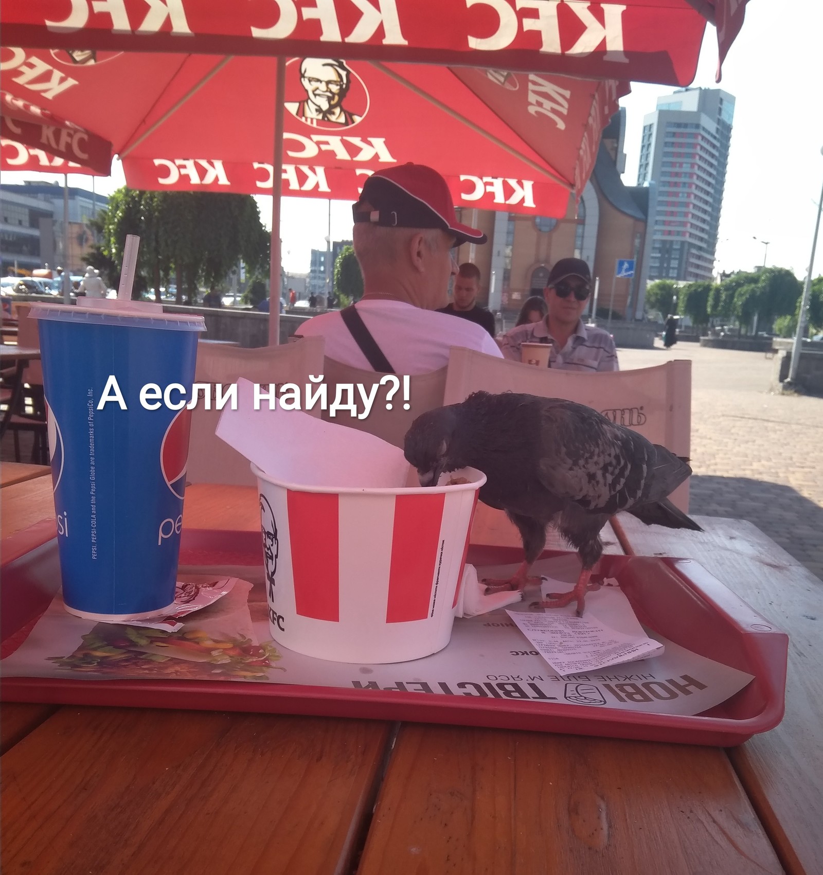 Наглый голубь - Моё, Голубь, KFC