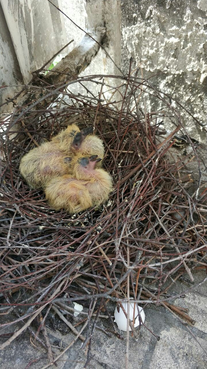 Rare pigeon phenomenon - My, Birds, Pigeon, The photo, Rarity, Moscow, Longpost, Chick