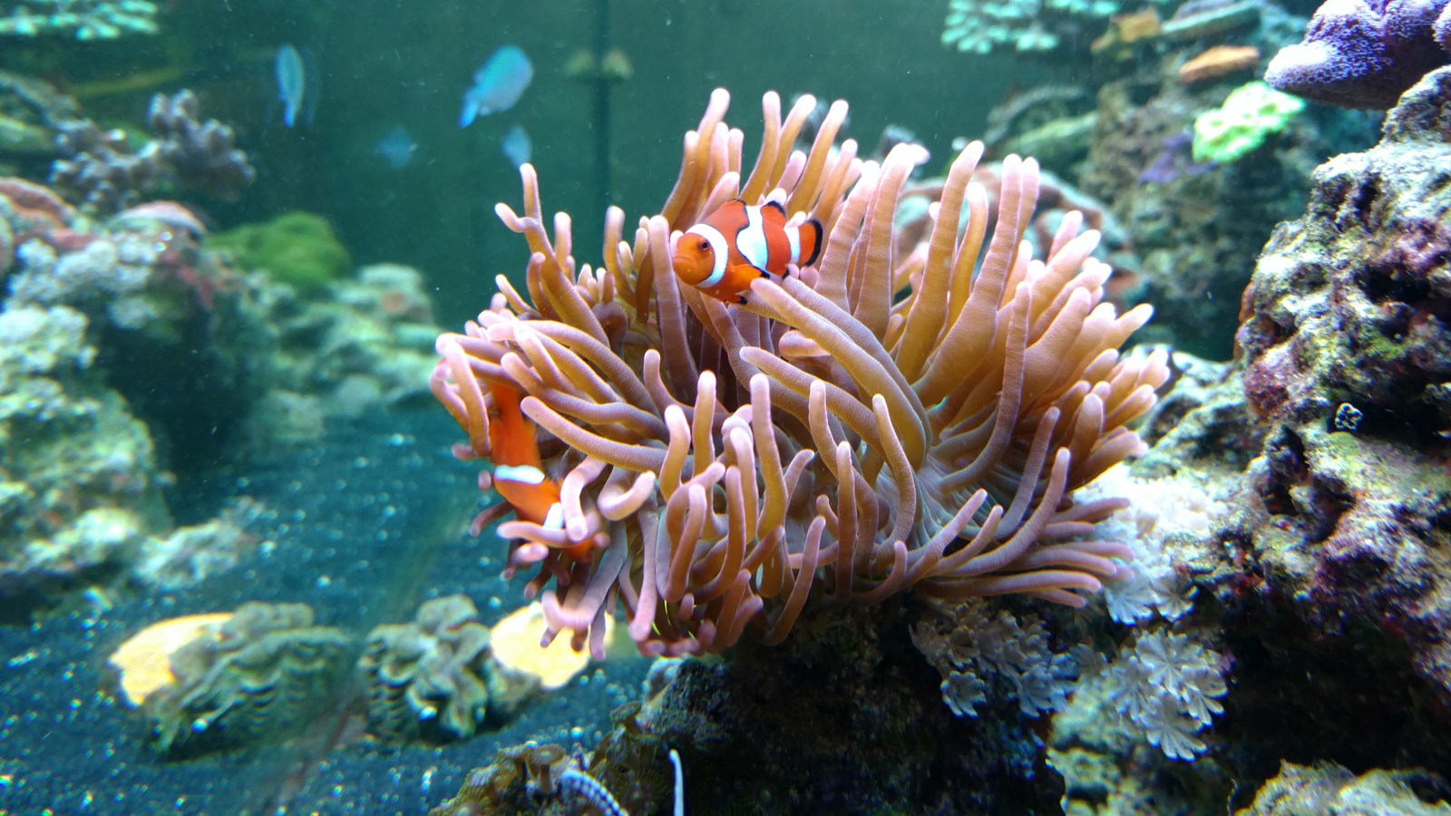 About the budget of the marine nano aquarium post and more, part number 1 - My, Aquarium, , Aquarium, Sea, sea ??anemone, Clownfish, Ocelaris, Longpost