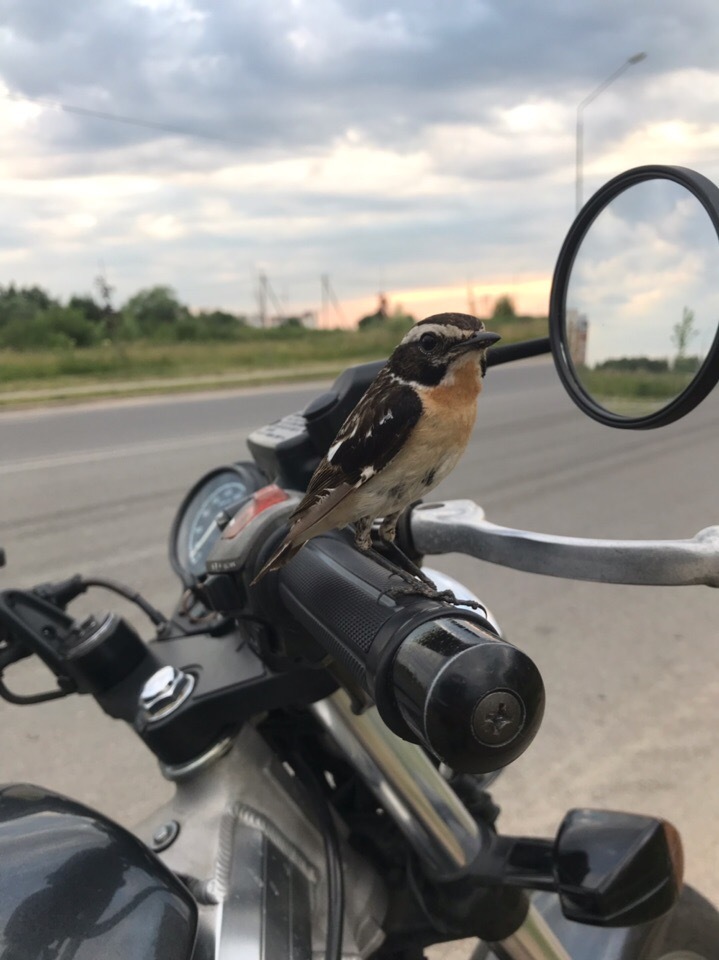 biker bird) - My, Moto, Sorry for the bird, Milota, Video, Longpost, Birds