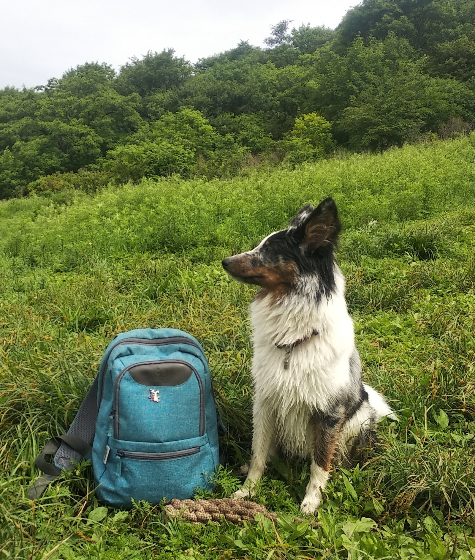 Recipe for happiness. - My, Dog, Walk, Nature, Flowers, Border Collie, Longpost