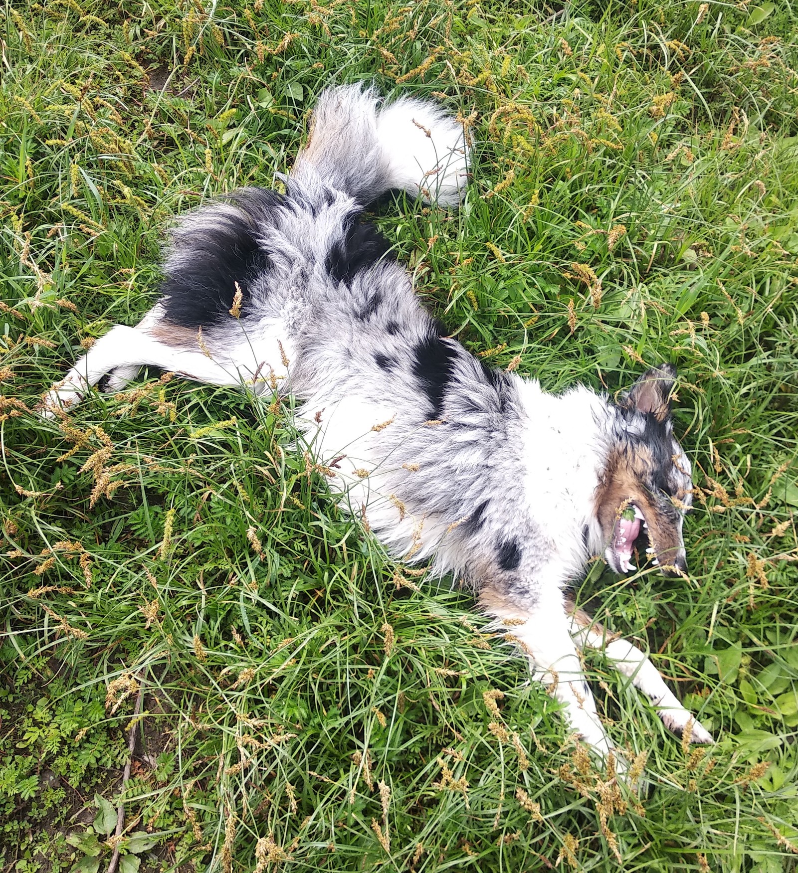 Recipe for happiness. - My, Dog, Walk, Nature, Flowers, Border Collie, Longpost