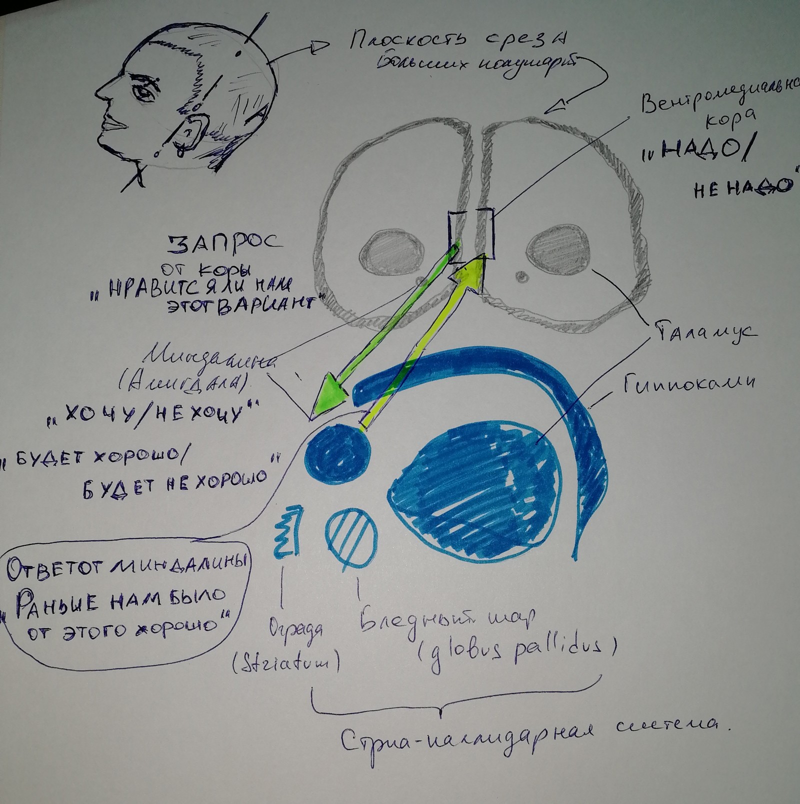 How the brain makes decisions for us and what we can do about it. - My, Alcoholism, Combating alcoholism, Procrastination, Loneliness, Longpost, Fake, Deception