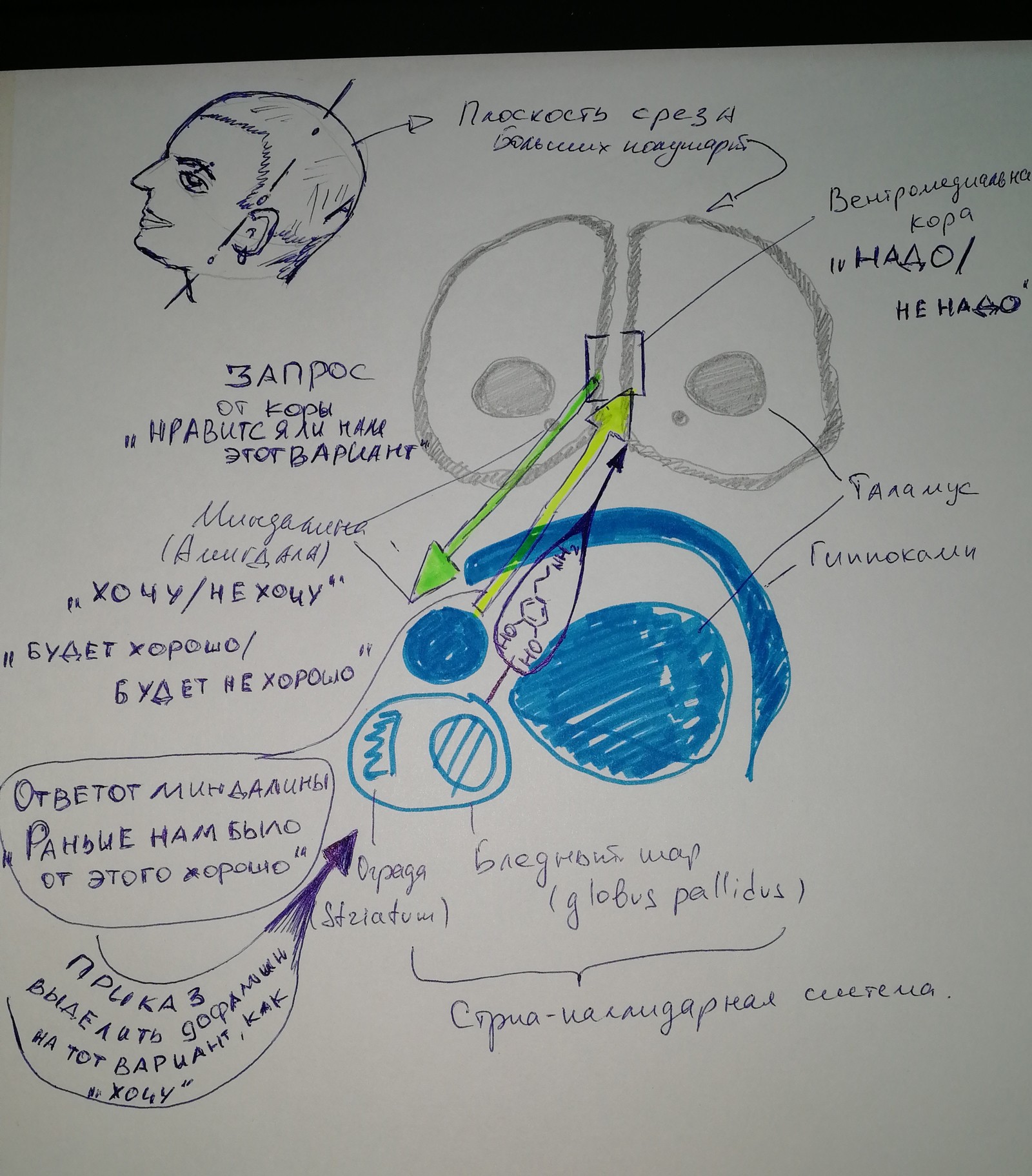 How the brain makes decisions for us and what we can do about it. - My, Alcoholism, Combating alcoholism, Procrastination, Loneliness, Longpost, Fake, Deception