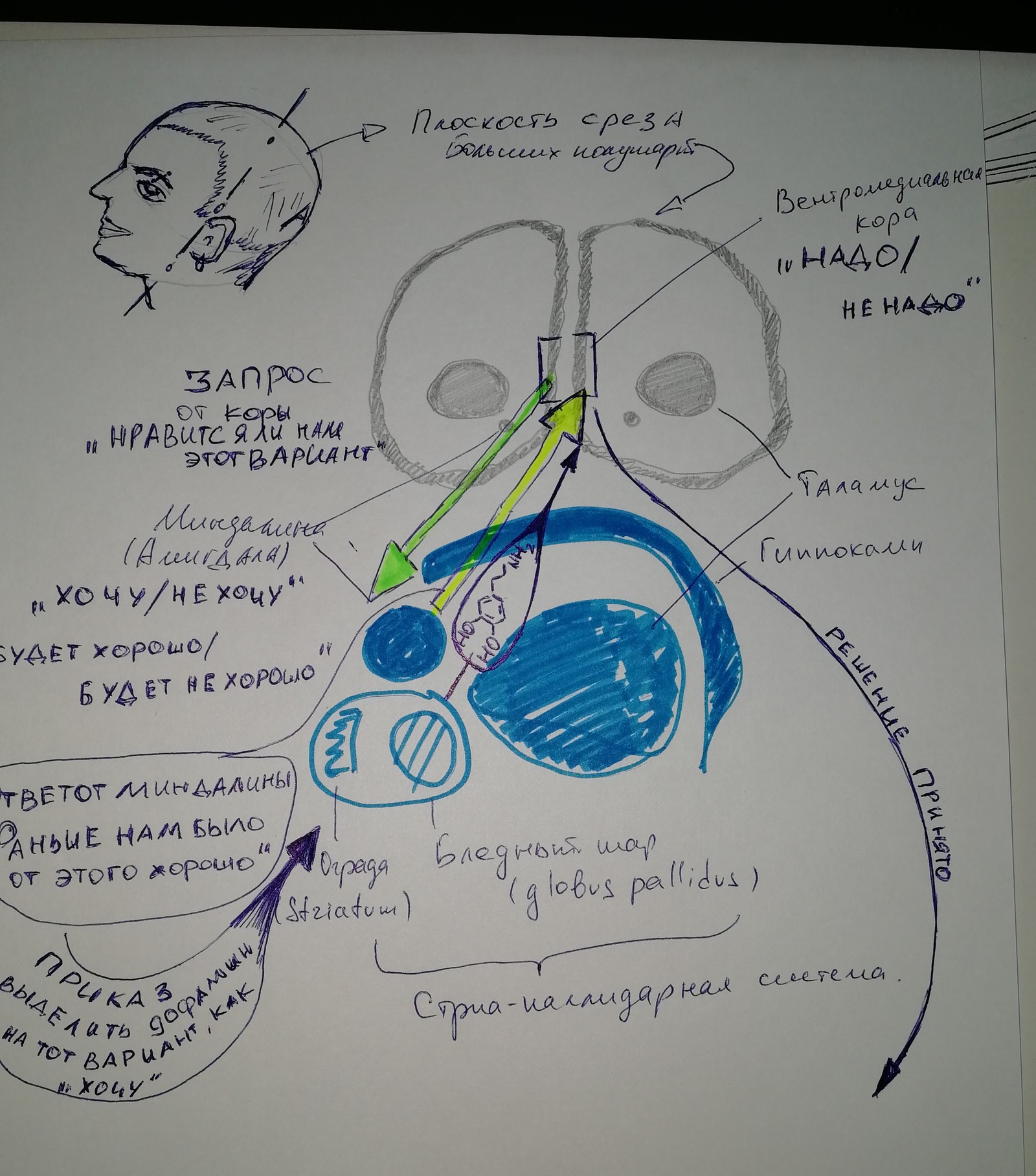 How the brain makes decisions for us and what we can do about it. - My, Alcoholism, Combating alcoholism, Procrastination, Loneliness, Longpost, Fake, Deception