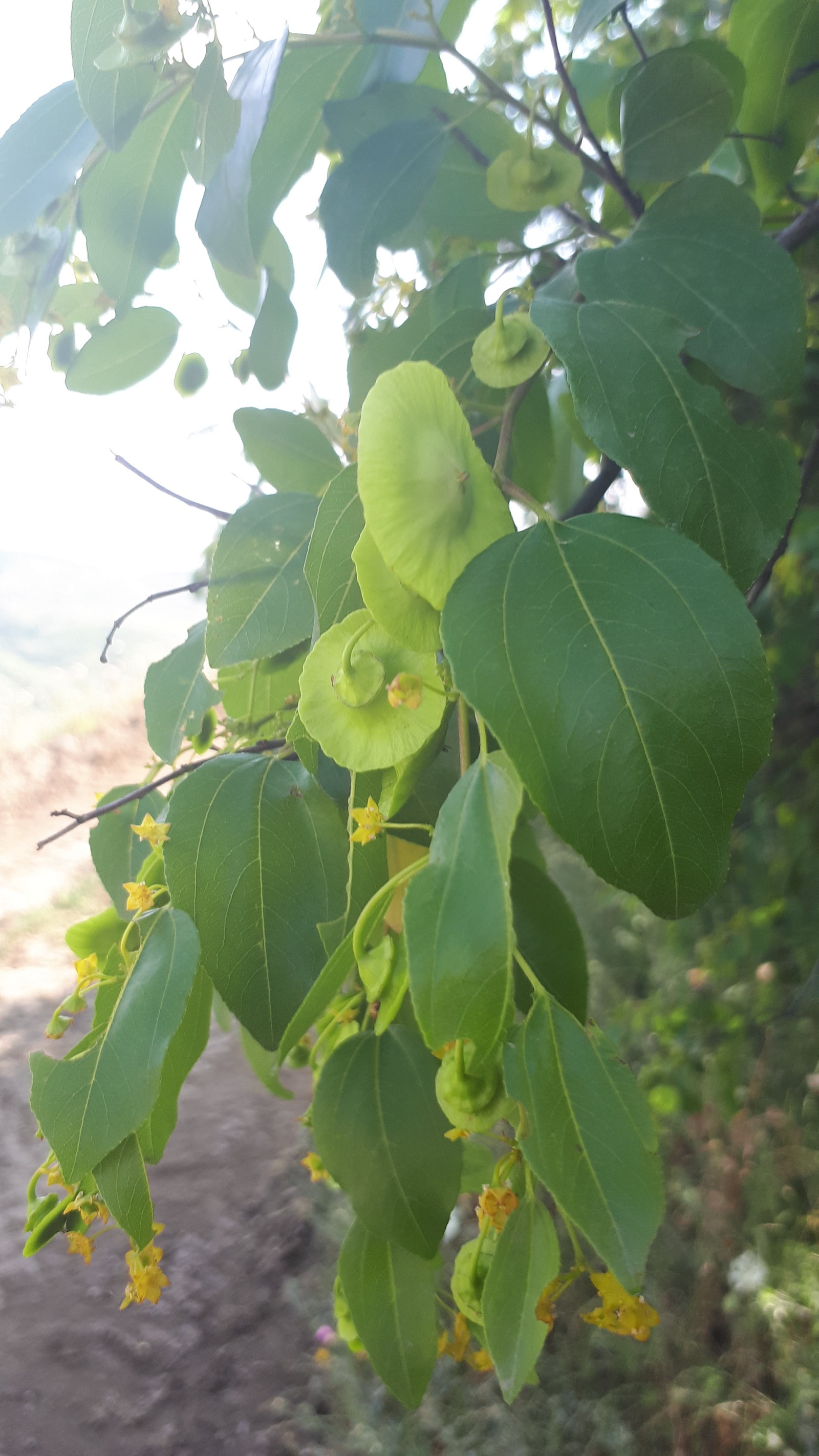 What kind of tree? - My, What's happening?, Tree, What kind of plant