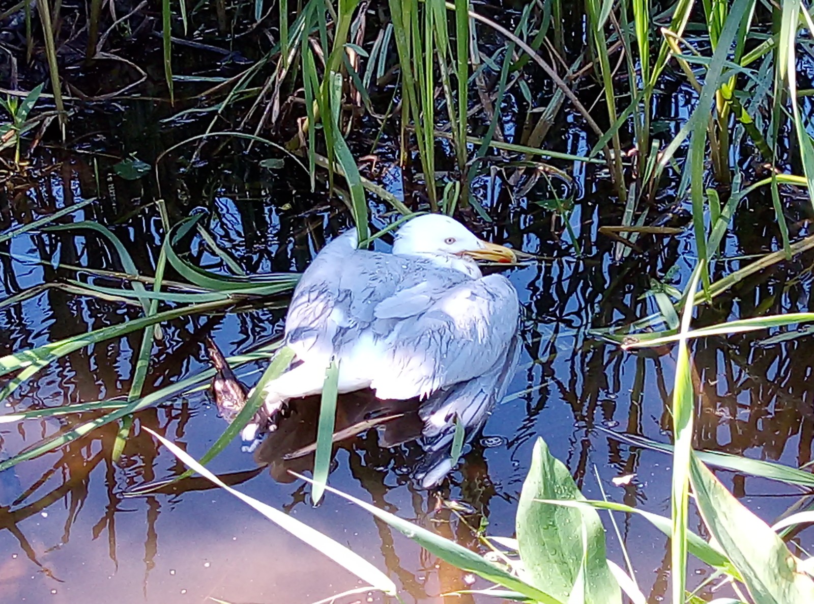 Not a tenant - A responsibility, Nature, Longpost, Birds, Seagulls, Negative