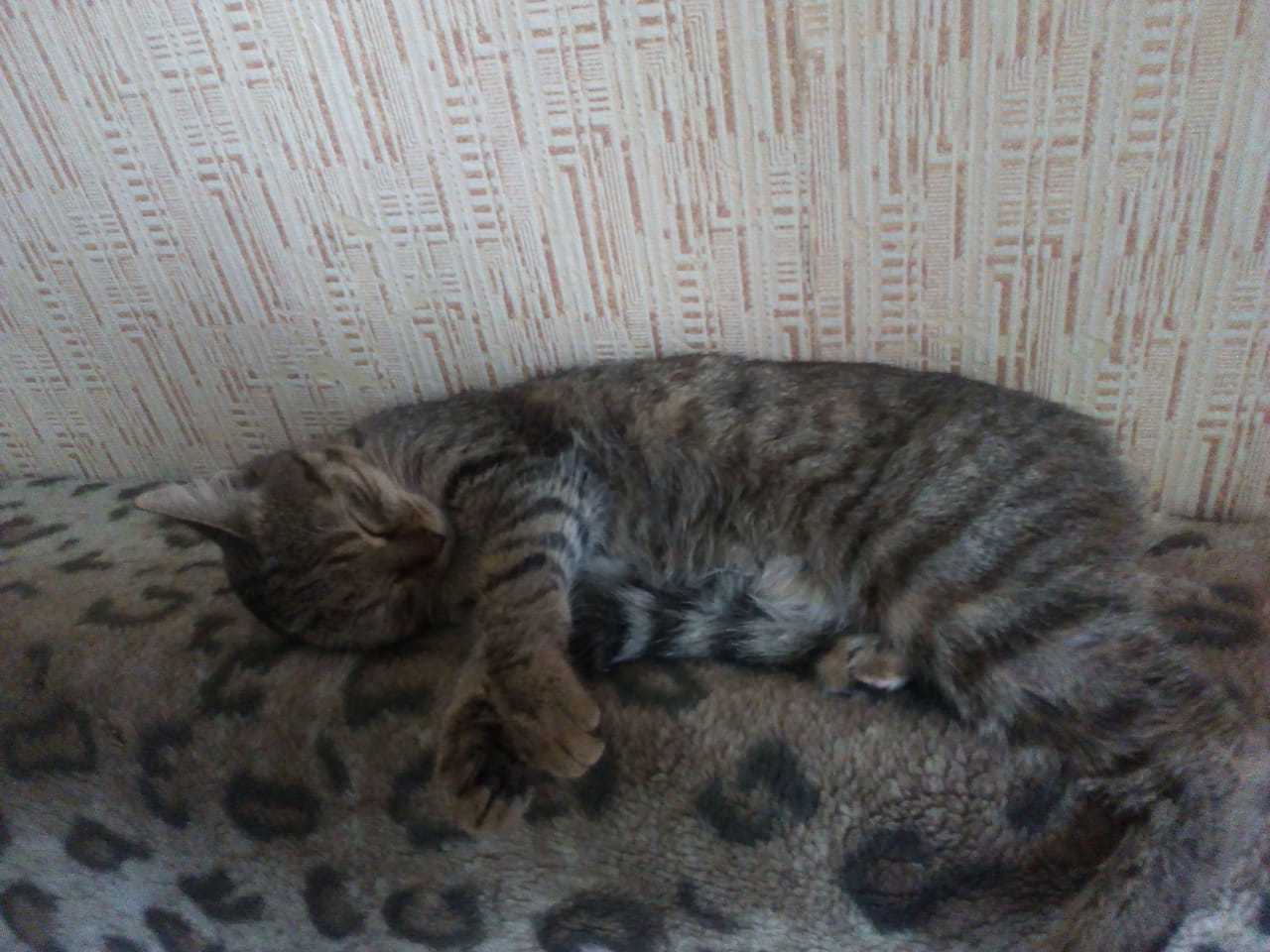 Kitten is looking for a home! - My, cat, Help, In good hands, Novosibirsk, Longpost, No rating, Helping animals