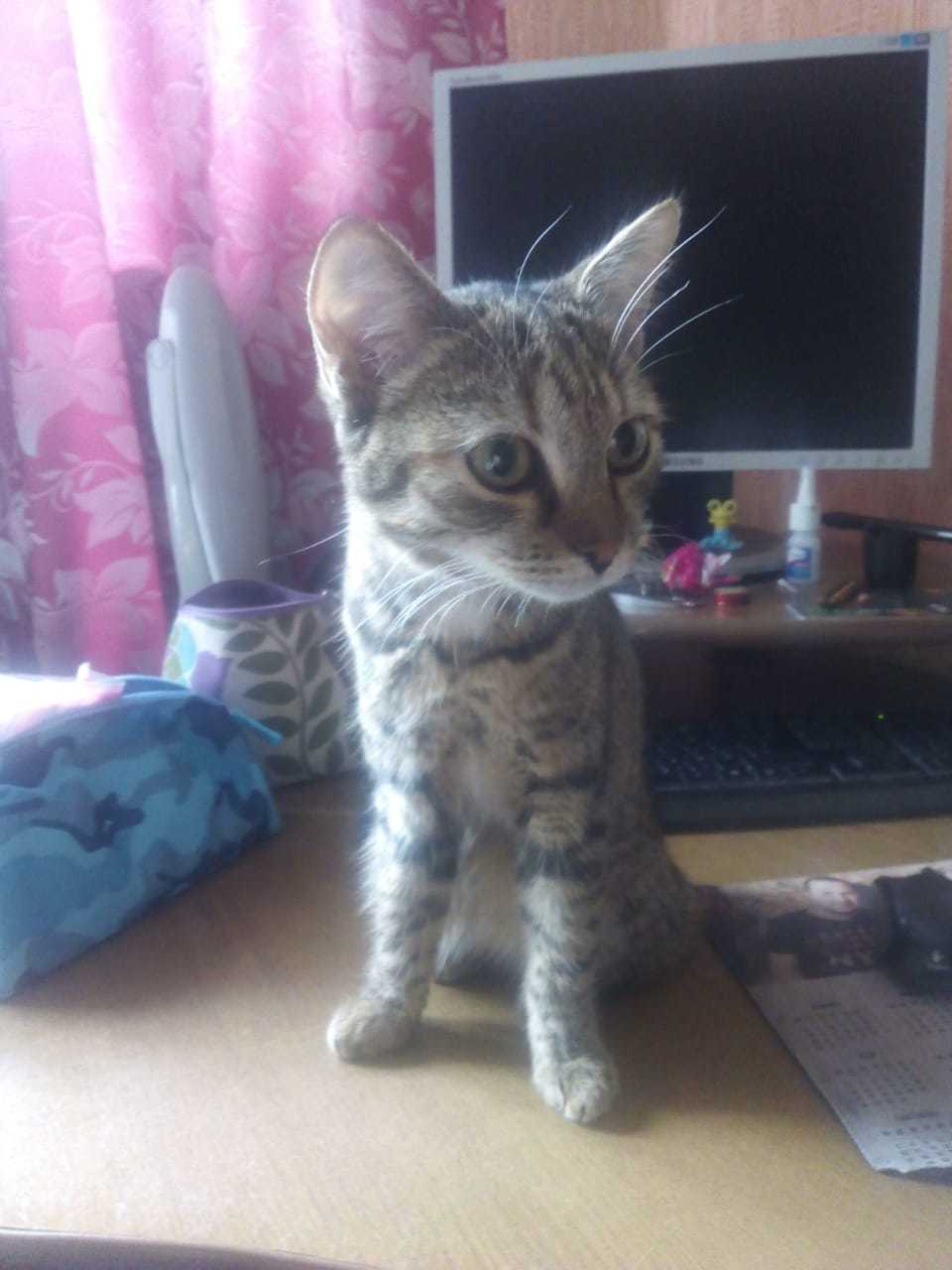 Kitten is looking for a home! - My, cat, Help, In good hands, Novosibirsk, Longpost, No rating, Helping animals