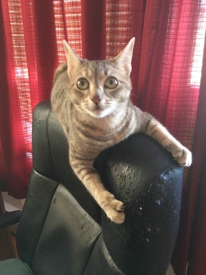 I restored your chair here! - cat, Catomafia, Assistant