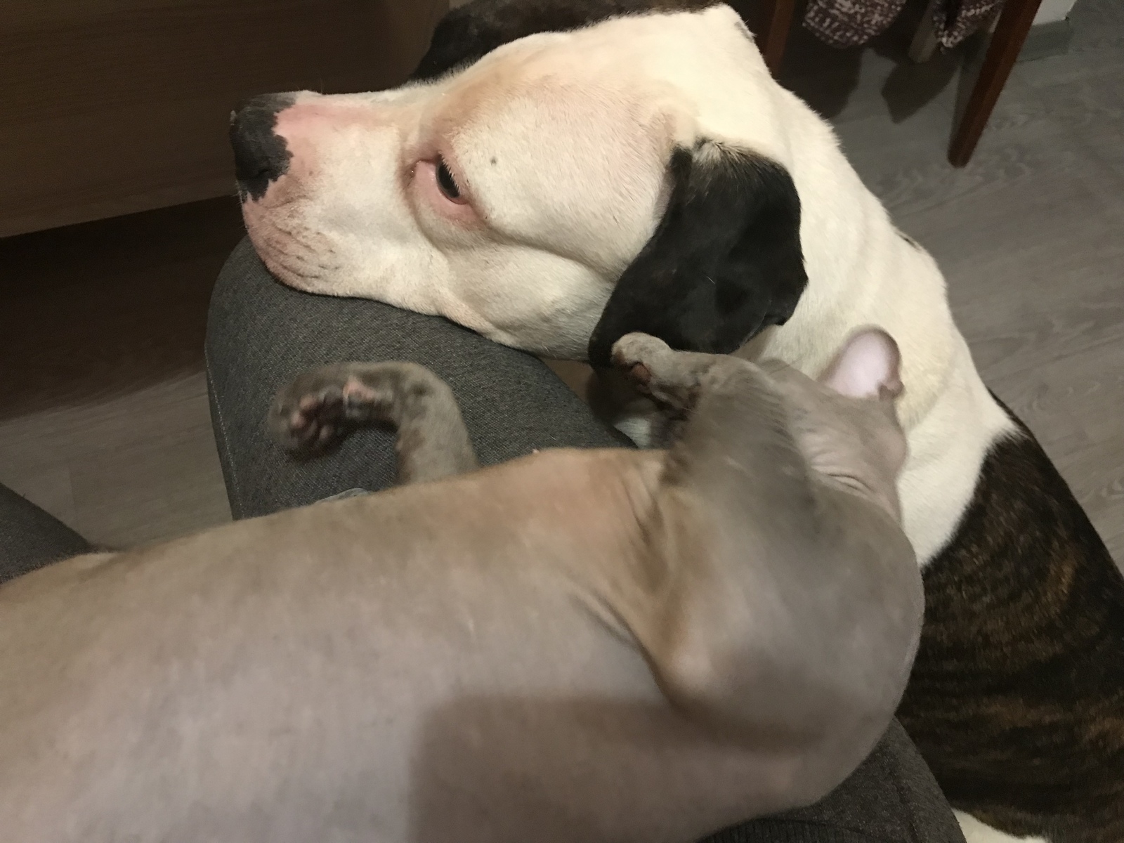 More about dogs.. - My, Training, American Bulldog, Longpost, Dog