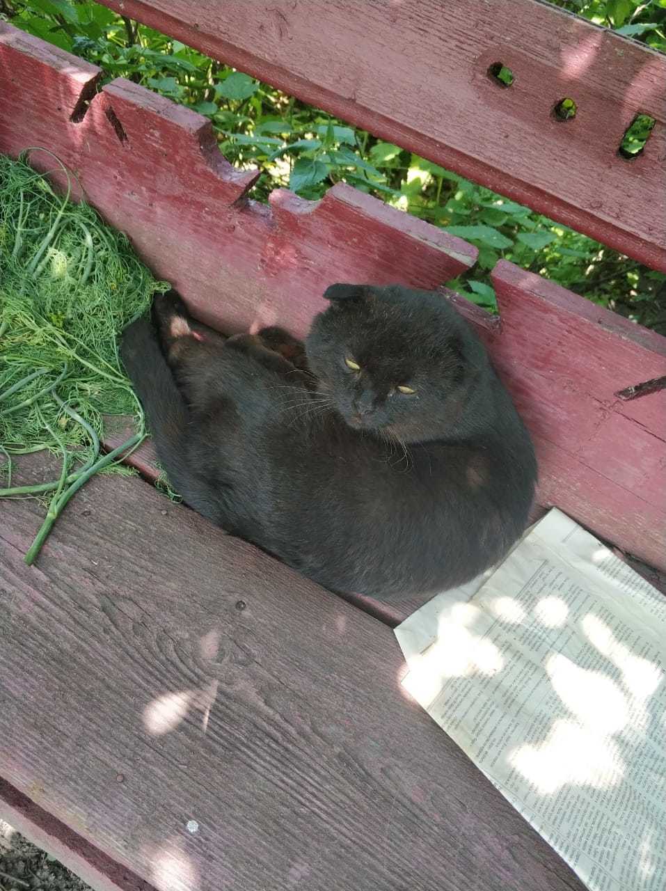 Fluffy bastard :) - My, cat, Bandits, Hen, Longpost